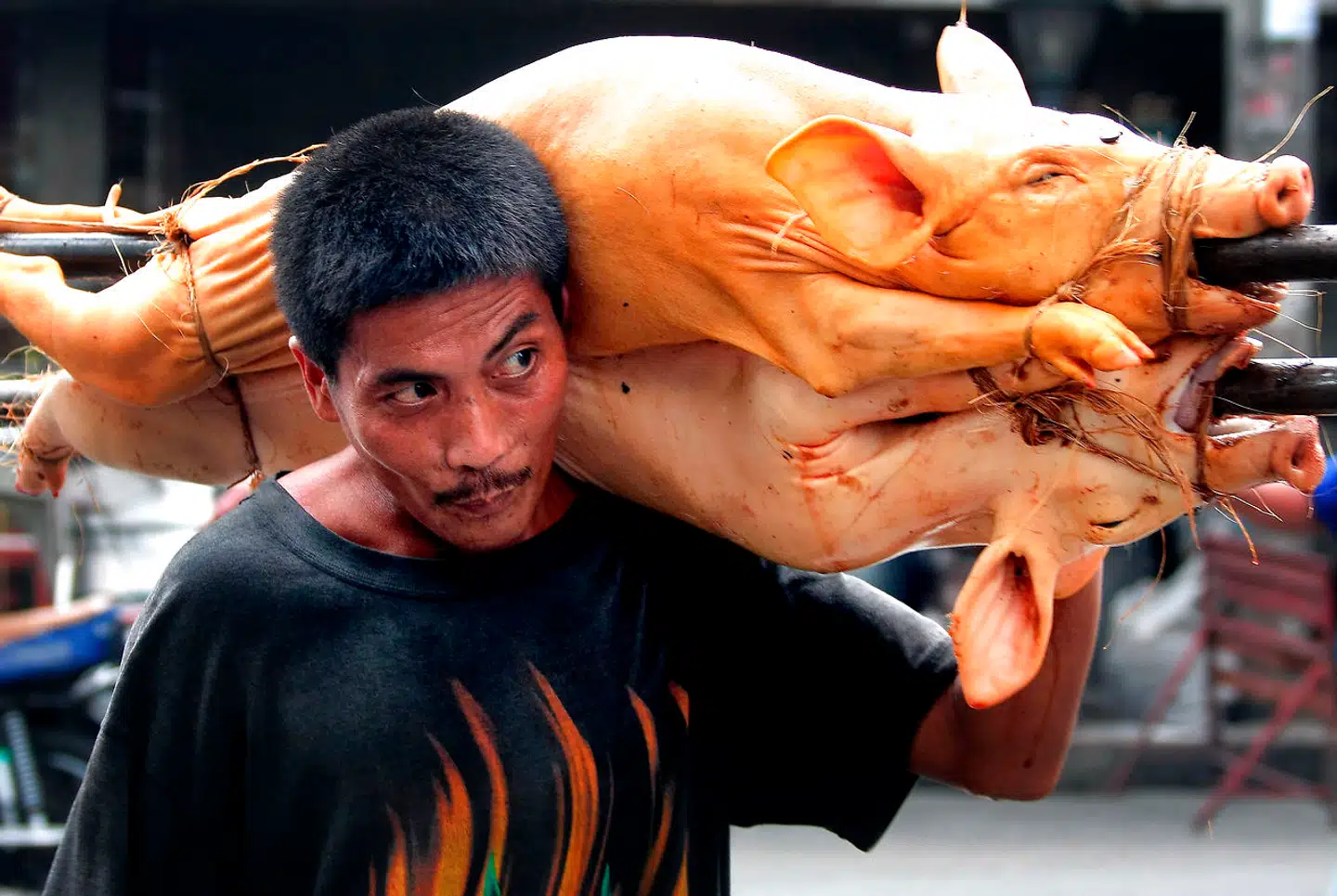 Svin og mennesker er genetisk og anatomisk nært beslægtede. Det gør det væsentlig lettere for influenzavirus at springe frem og tilbage mellem de to arter og i den proces mutere til varianter, der er ukendte for det menneskelige immunforsvar. I de senere år er der opstået utallige varianter af svineinfluenza, som er ukendte for vores immunforsvar – og dermed med potentiale til at udløse en ny pandemi.