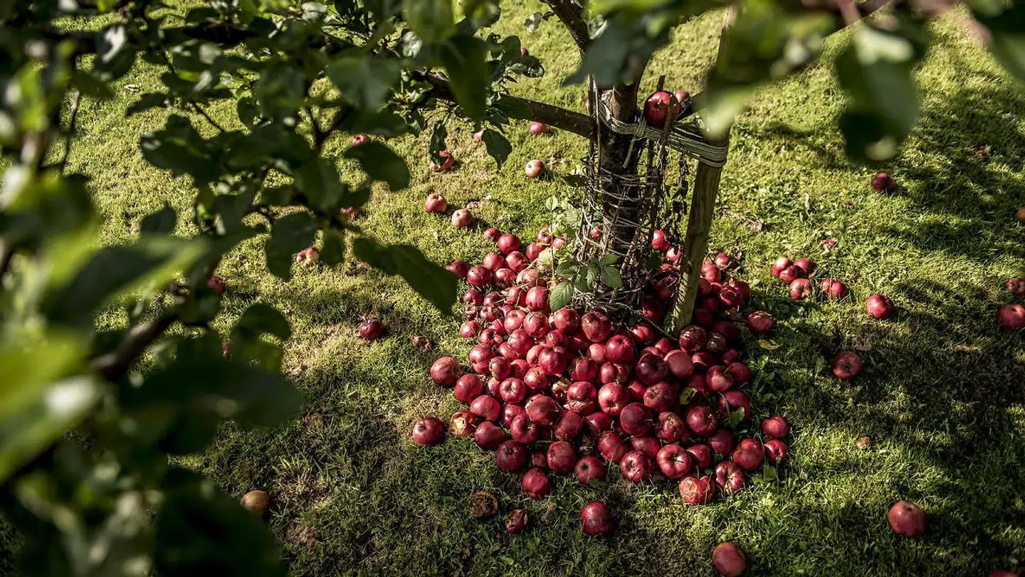 Efterår i Roskilde fredag den 22. september, hvor æblerne er faldet af træerne og vinteren nærmer sig.