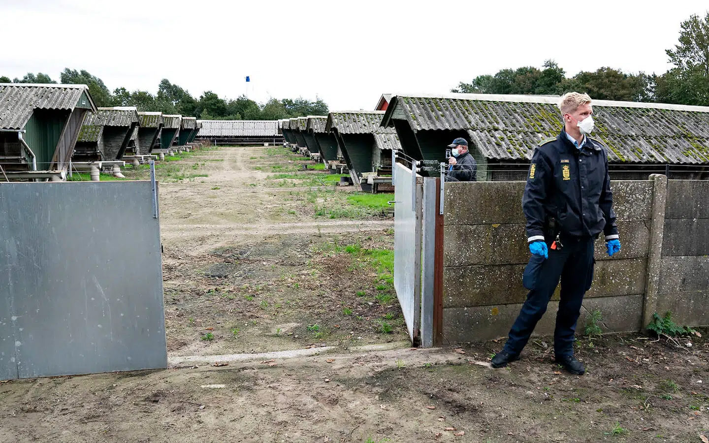 Politiet tiltvang sig fredag 10. oktober adgang til en minkfarm i Gjøl i Nordjylland, fordi minkavleren ikke ville lukke dem ind, så hans dyr kunne blive aflivet. Foto: Henning Bagger/Ritzau Scanpix