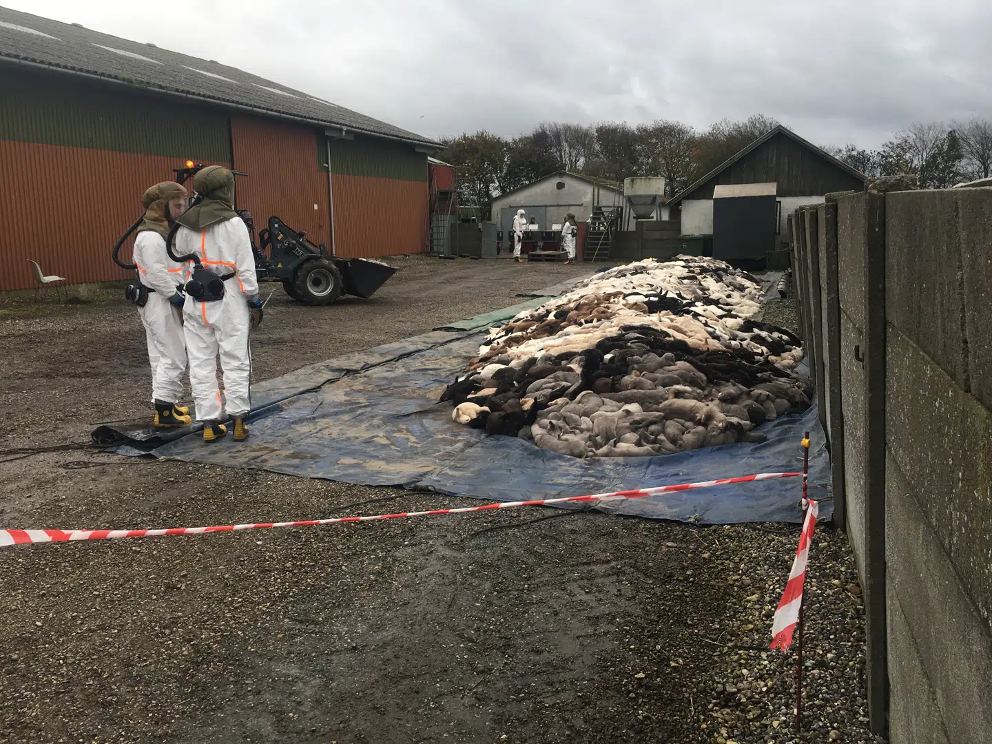 Jan Poulsen og to andre minkavlere fik søndag aflivet alle deres mink, fordi der var udbrudt coronasmitte blandt minkfarmene i området. Foto: privatfoto.