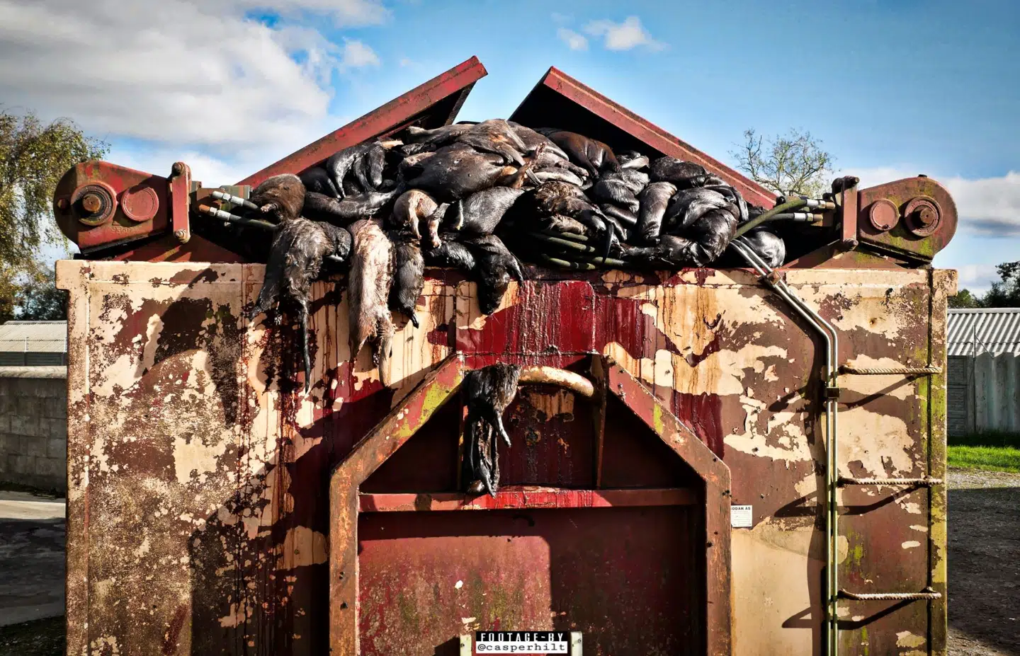De mange døde mink er svulmet op af gasser, efter de har ligget cirka en uge i containere langs vejen.