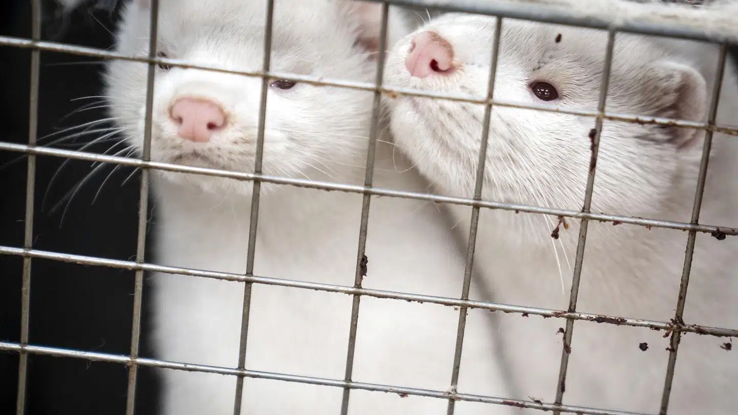 Danske minkfarme er blevet beordret til at aflive alle deres mink. Regeringen har dog angiveligt handlet uden hjemmel i lovgivningen for de minkfarme, som ikke har været ramt eller lå langt fra andre smittede steder.