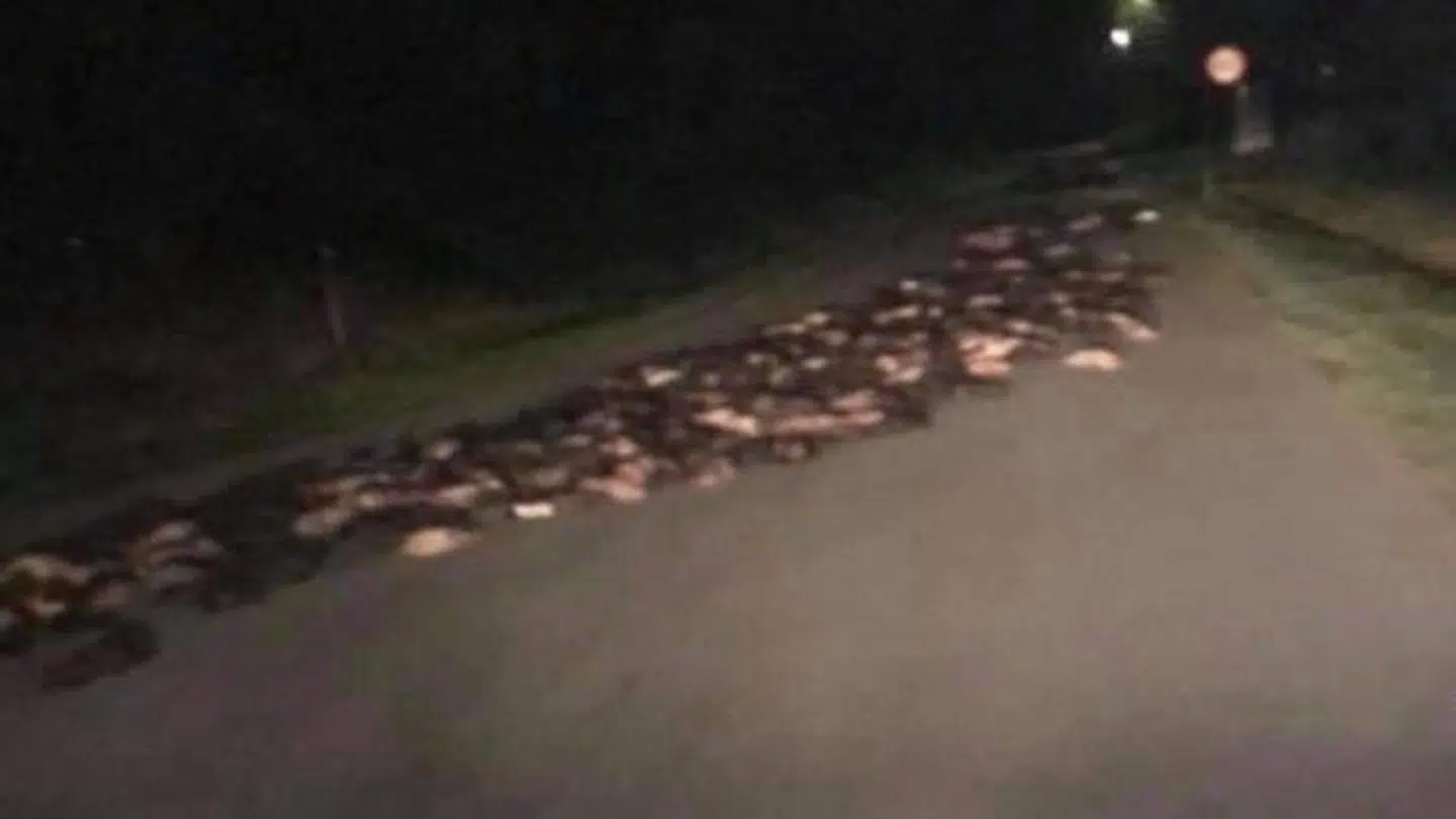 Her ses de mink, der er faldet af en lastbil i Syjylland. PRIVATFOTO: Pernille og Allan Lambertsen