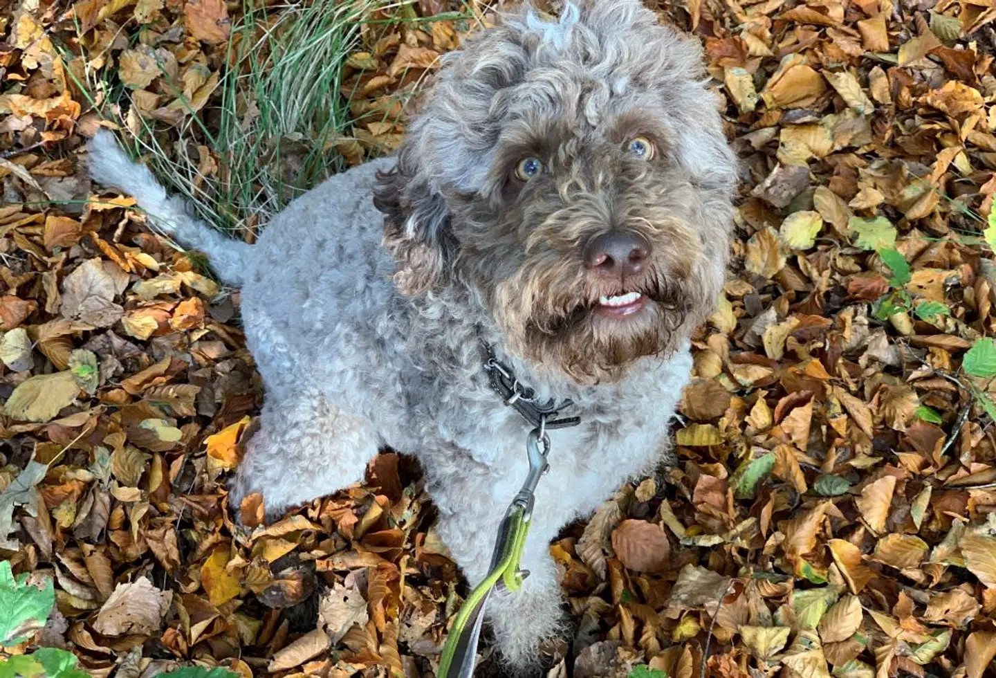 Hunden Asti er af racen Lagotto Romagnolo, der også kaldes en italiensk trøffelhund. Foto: Rune Richtendorff