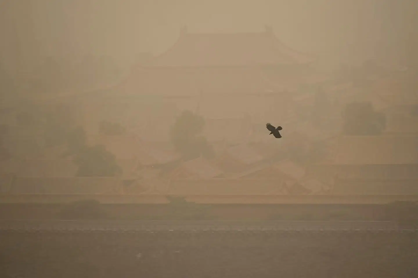 En fugl flyver forbi Den Forbudte By.