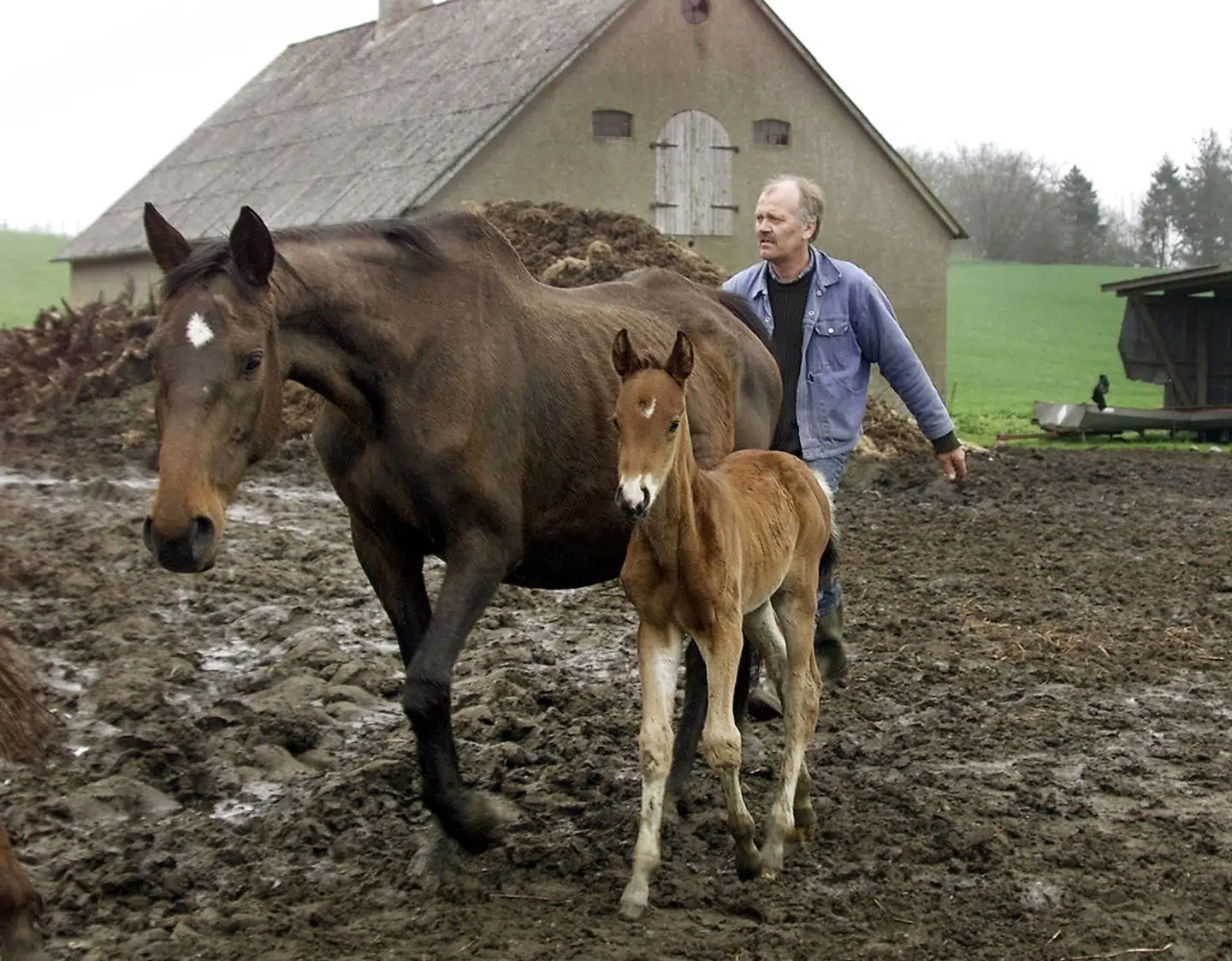 Genrebillede. Heste i Bøtøskoven har vakt forargelse, fordi de var for tynde. Det har pustet liv til generel debat om vilde heste.
