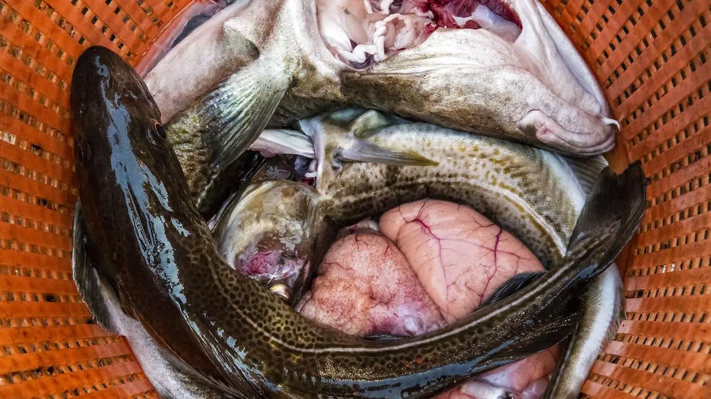 Friskfanget torsk. Dog ikke fra Københavns havn, men fra Øresund. Arkivfoto: Søren Bidstrup