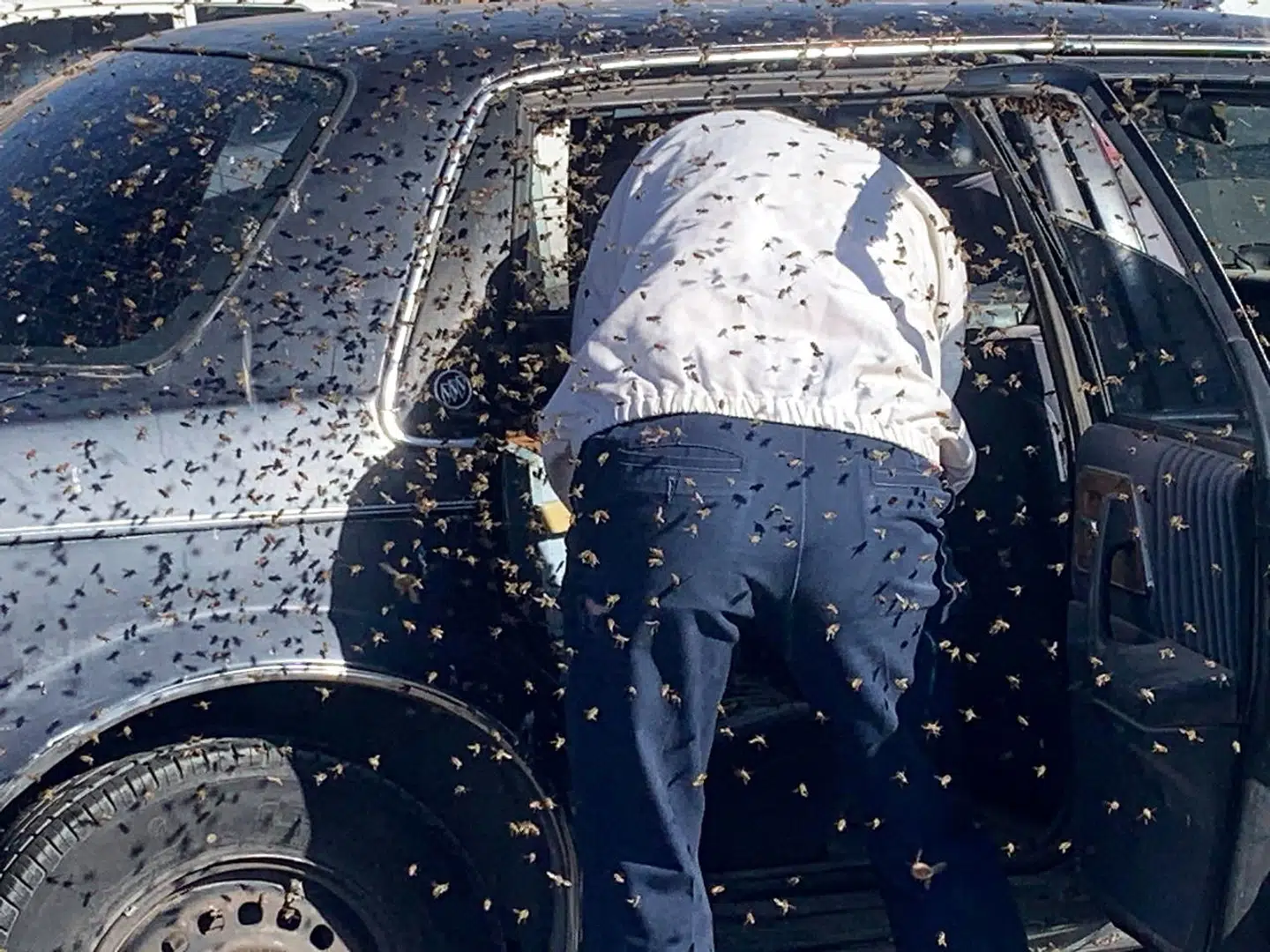 Bees are removed from the vehicle of an Albertson's grocery store customer, which had been parked with a window down, by off-duty Las Cruces firefighter Jesse Johnson in Las Cruces, New Mexico, U.S. March 28, 2021. According to the fire department, the customer had returned from shopping and started to drive away when he noticed the swarm. Picture taken March 28, 2021. Las Cruces Fire Department/Handout via REUTERS.NO RESALES.NO ARCHIVES. MANDATORY CREDIT. THIS IMAGE HAS BEEN SUPPLIED BY A THIRD PARTY.. (Foto: LCFD/Ritzau Scanpix)