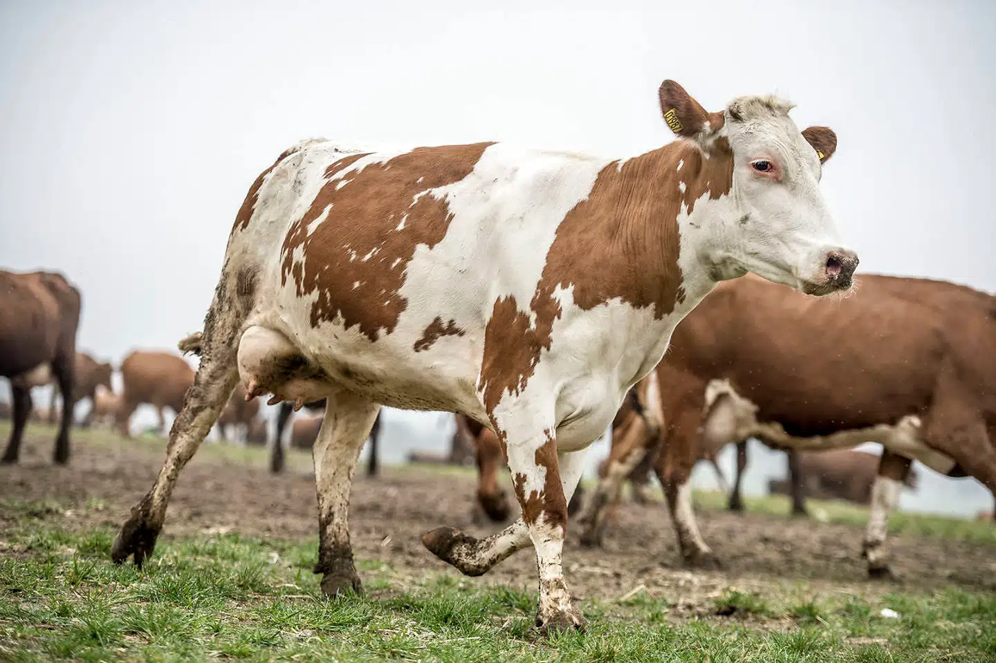 Hvis Danmark skal nå 70-procentmålet samfundsøkonomisk billigst, vil det betyde færre kvæg i Danmark og færre job og mindre eksport i landbrugs- og fødevarebranchen, mener de miljøøkonomiske vismænd. Arkivfoto: Mads Claus Rasmussen/Ritzau Scanpix