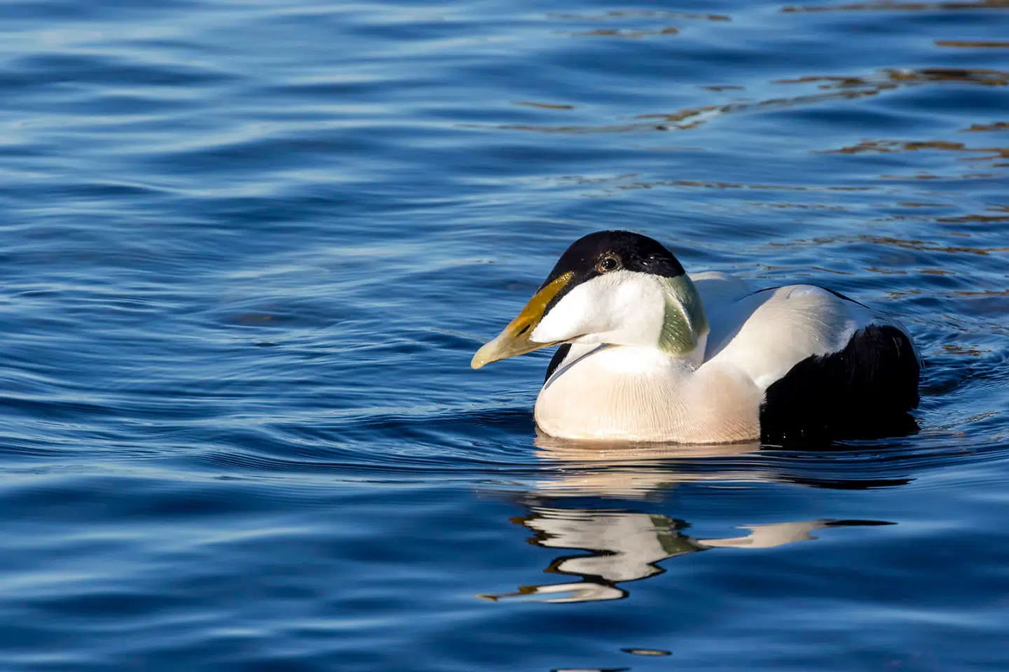 En Edderfugl tæt på Omø i Storebælt. Edderfuglen er den største af de danske dykænder og kan veje næsten tre kilo med et vingefang på godt en meter.