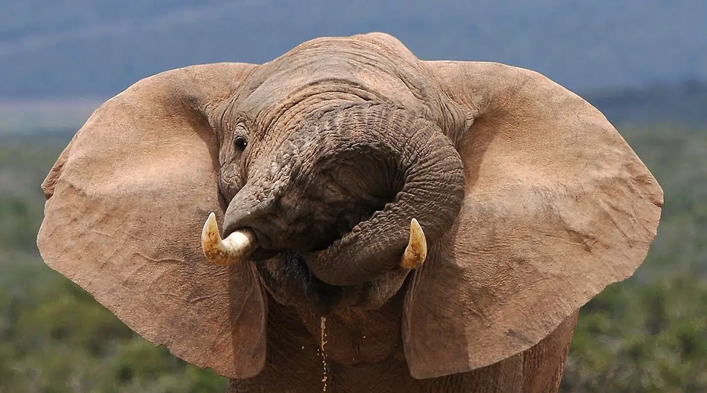 Et billede af en elefant i Botswana.