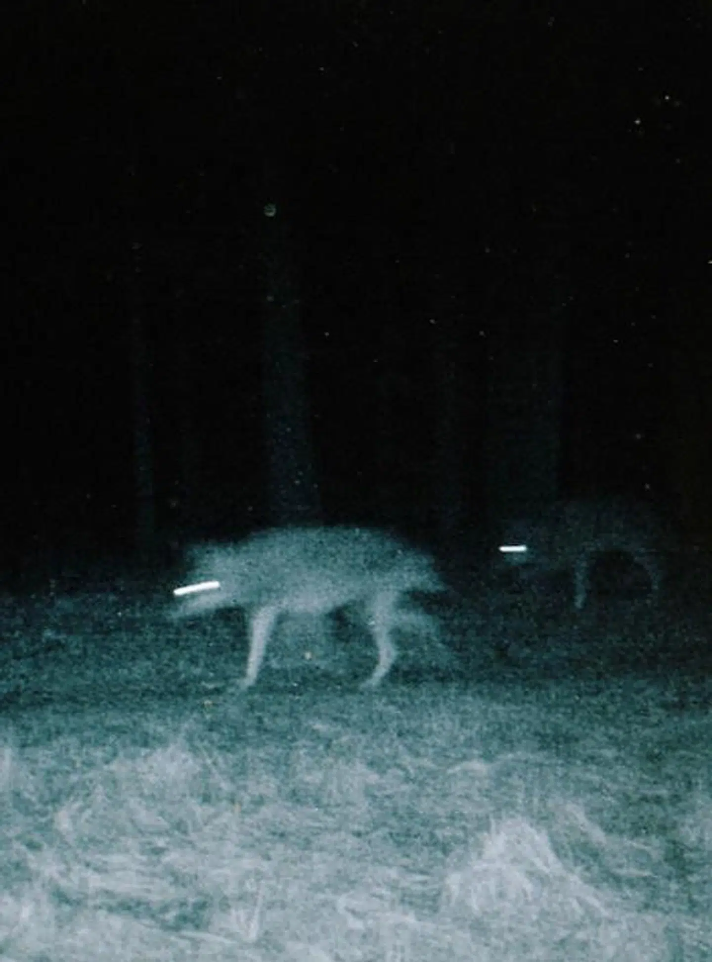 Overvågningsbilleder fra Stråsø plantage Foto: Tobias Nicolai