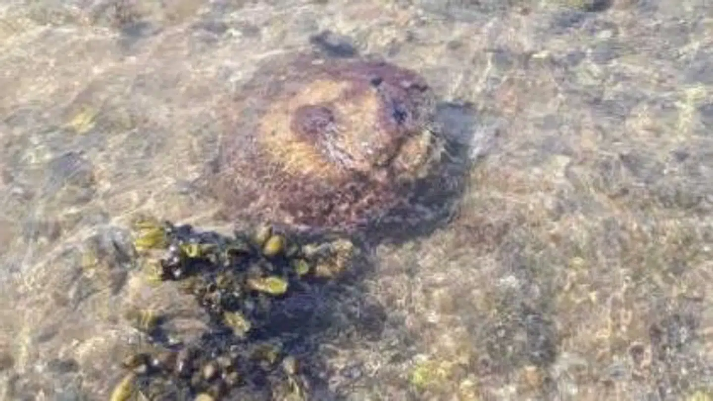 'Minen' der blev fundet i vandet.