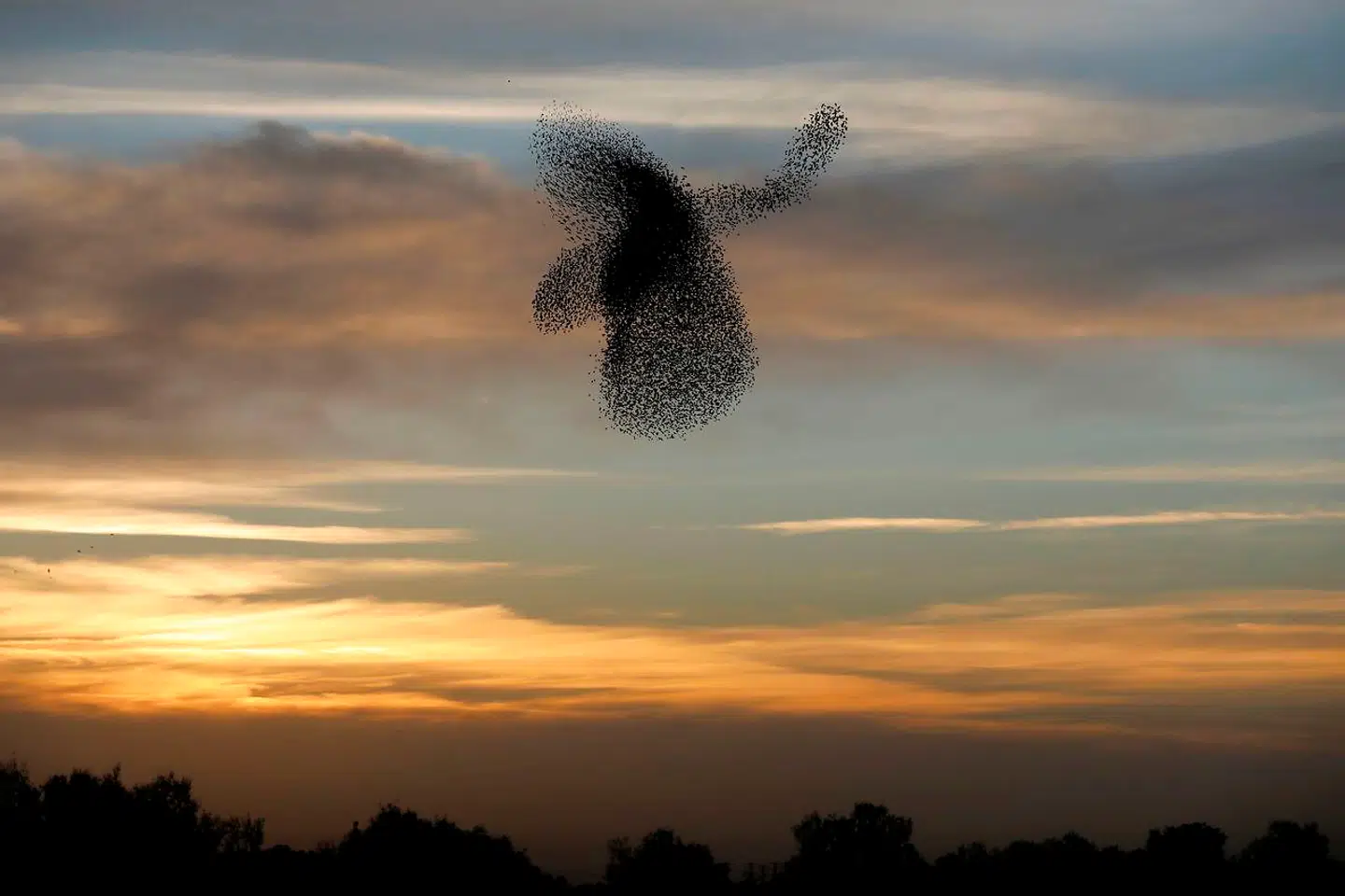 Stæren er en udpræget social fugl med en verdensbestand på over én milliard eksemplarer. Her i formation over den israelske by Rahat i Negev-ørkenen.