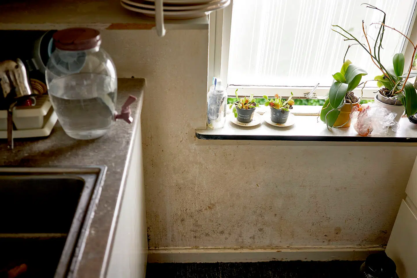 Køkkenet var nymalet, da familien Alali flyttede ind. Hurtigt blev lejligheden fugtig, og skimmelsvampen voksede efter et par år ud gennem malingen.