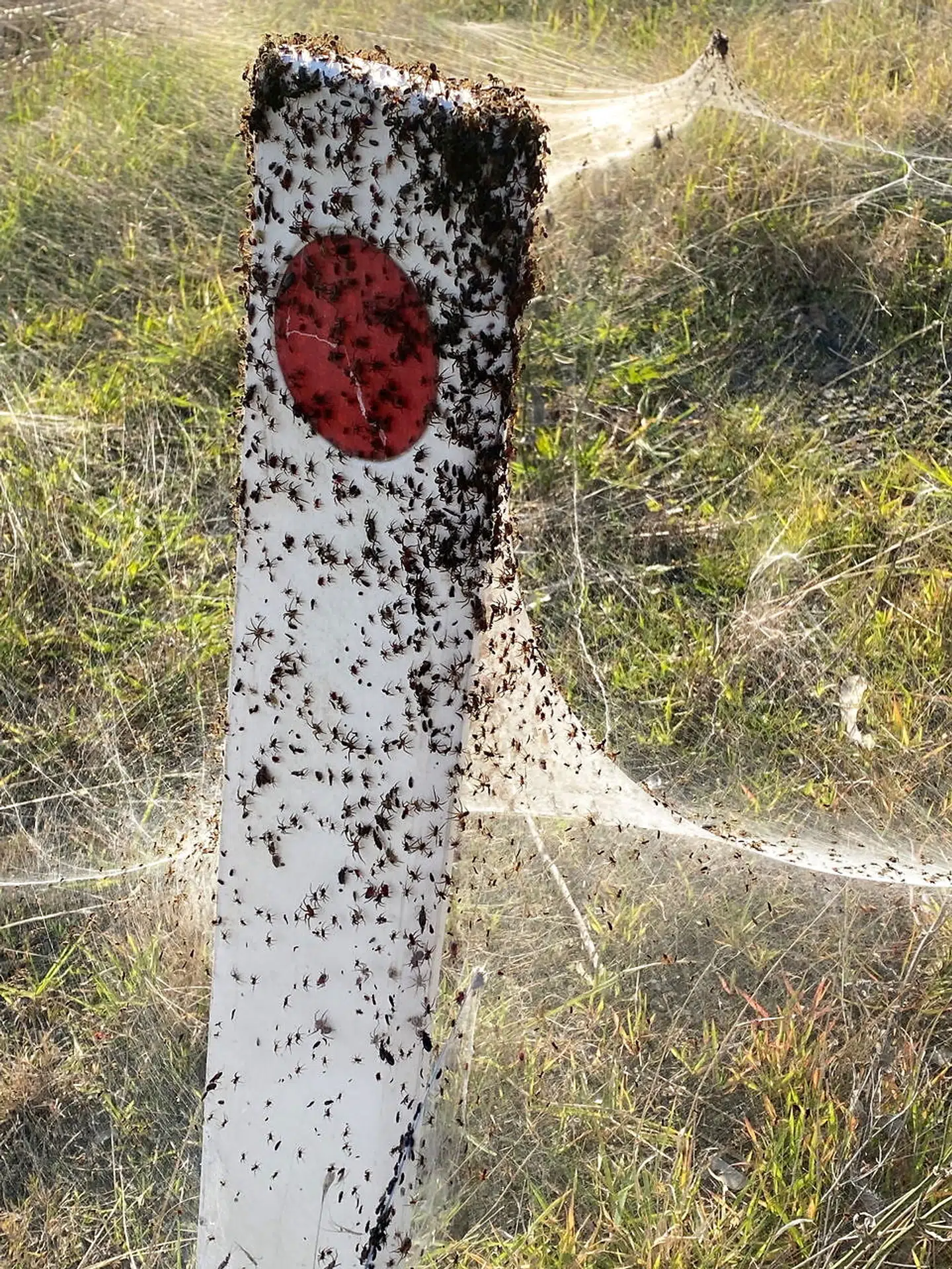 Tusindvis af edderkopper er kravlet i sikkerhed på en stolpe.