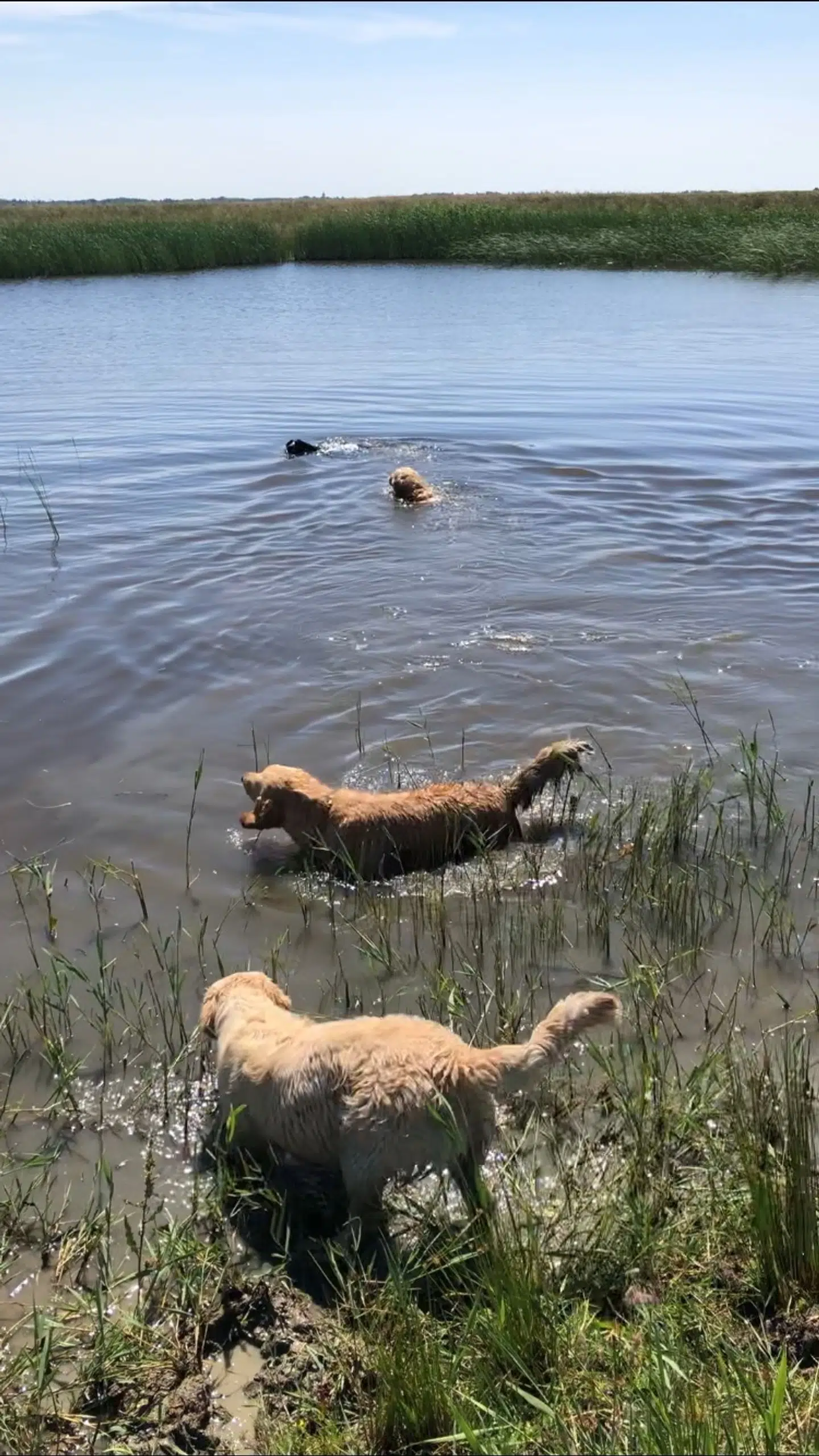 Det var de to hunde forrest i billedet, der blev forgiftet med blågrønalger samme dag, som billedet er taget. Privatfoto.