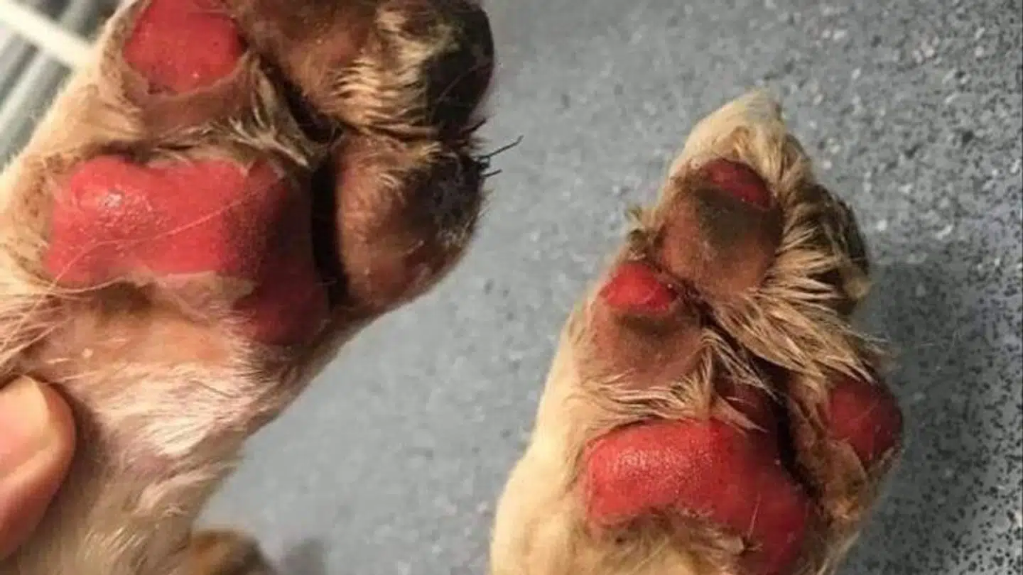Her ses et eksempel på en hund, der har fået brændt sine poter på varm asfalt. Foto: Dyrenes Velfærd
