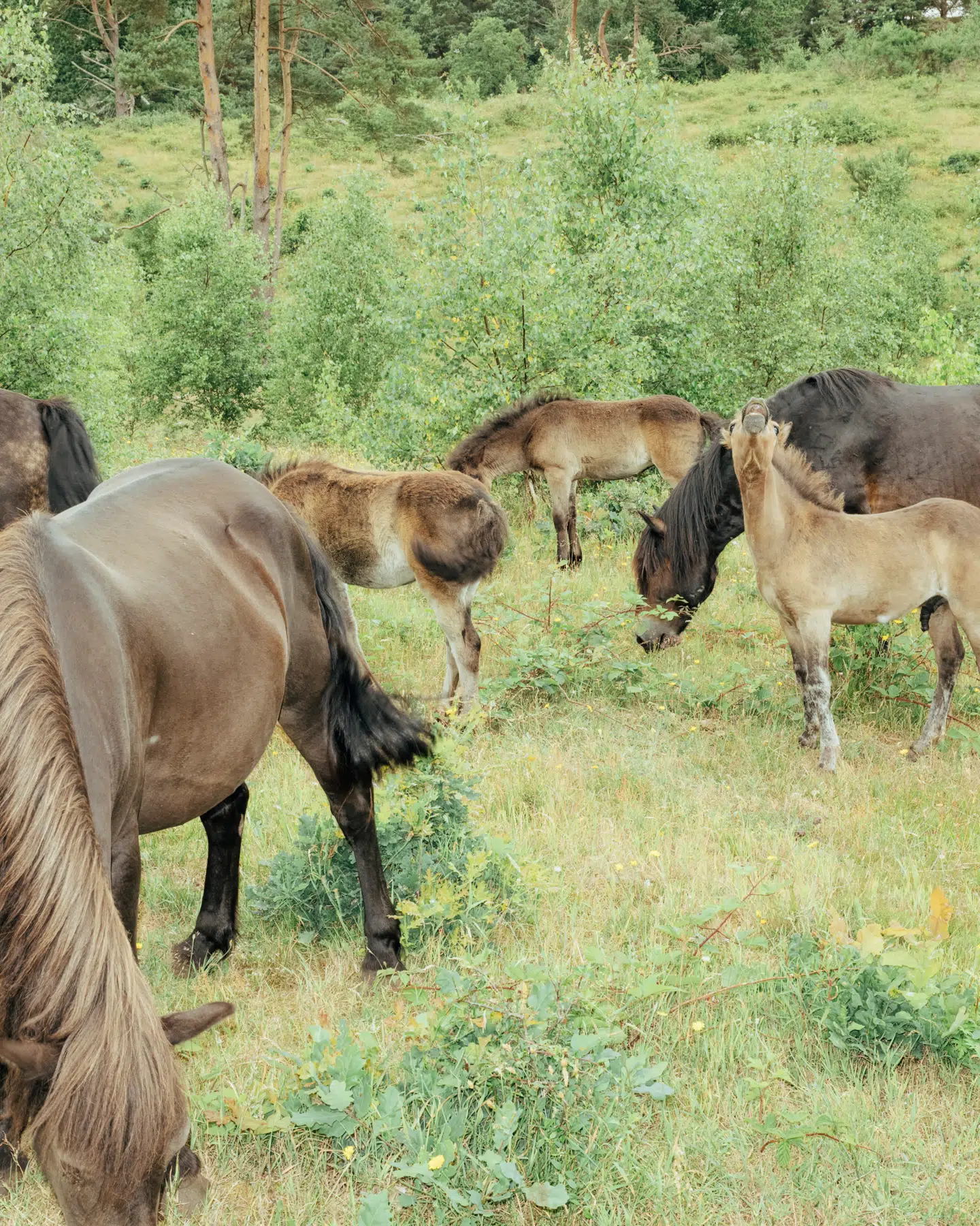 »De dyr, vi ser i landbrug, er fuldstændig kontrolleret af mennesker. Vores hingste kastreres ikke. Vi blander os ikke i, hvem der boller med hvem eller slås med hvem.« Foto: Tobias Nicolai