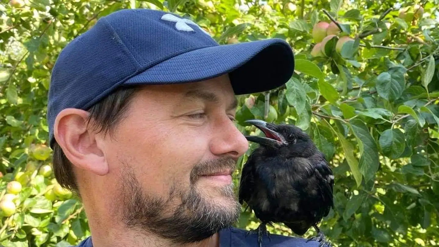 Som nyfødt boede kragen Klaus i familien Ronnows skur, hvor Kasper fodrede ham med havregyn med mælk. Foto: Privat / Kasper Ronnow