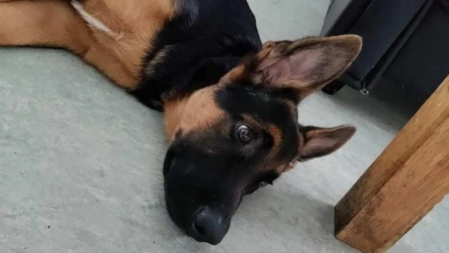 Hunden er nu blevet indleveret til et internat. Privatfoto.