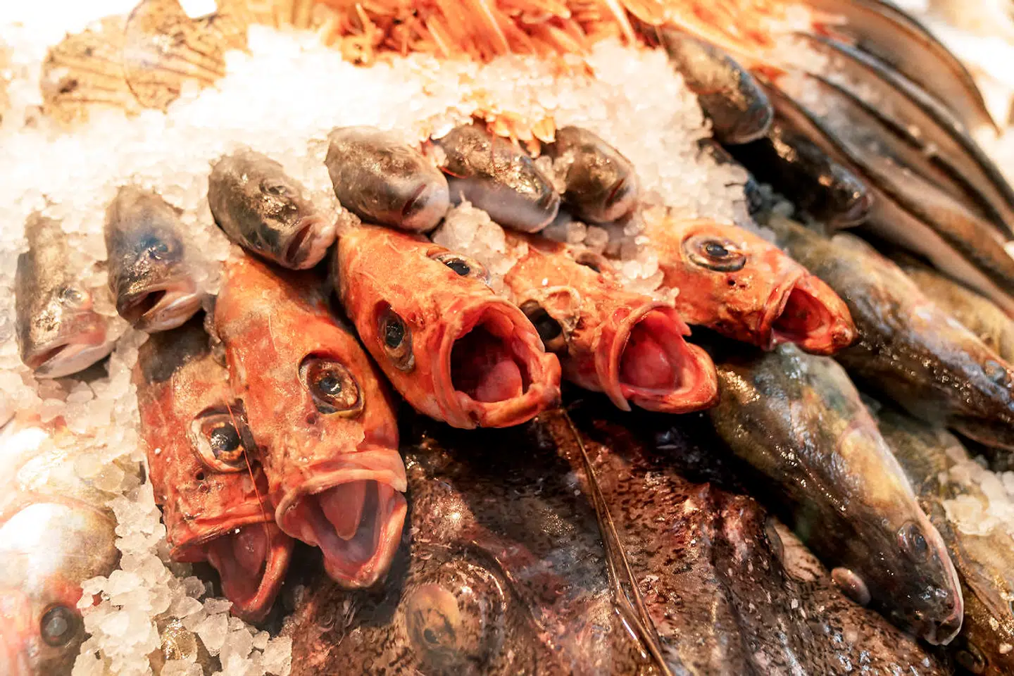 Haha Maki fra Den Grønne Kutter.