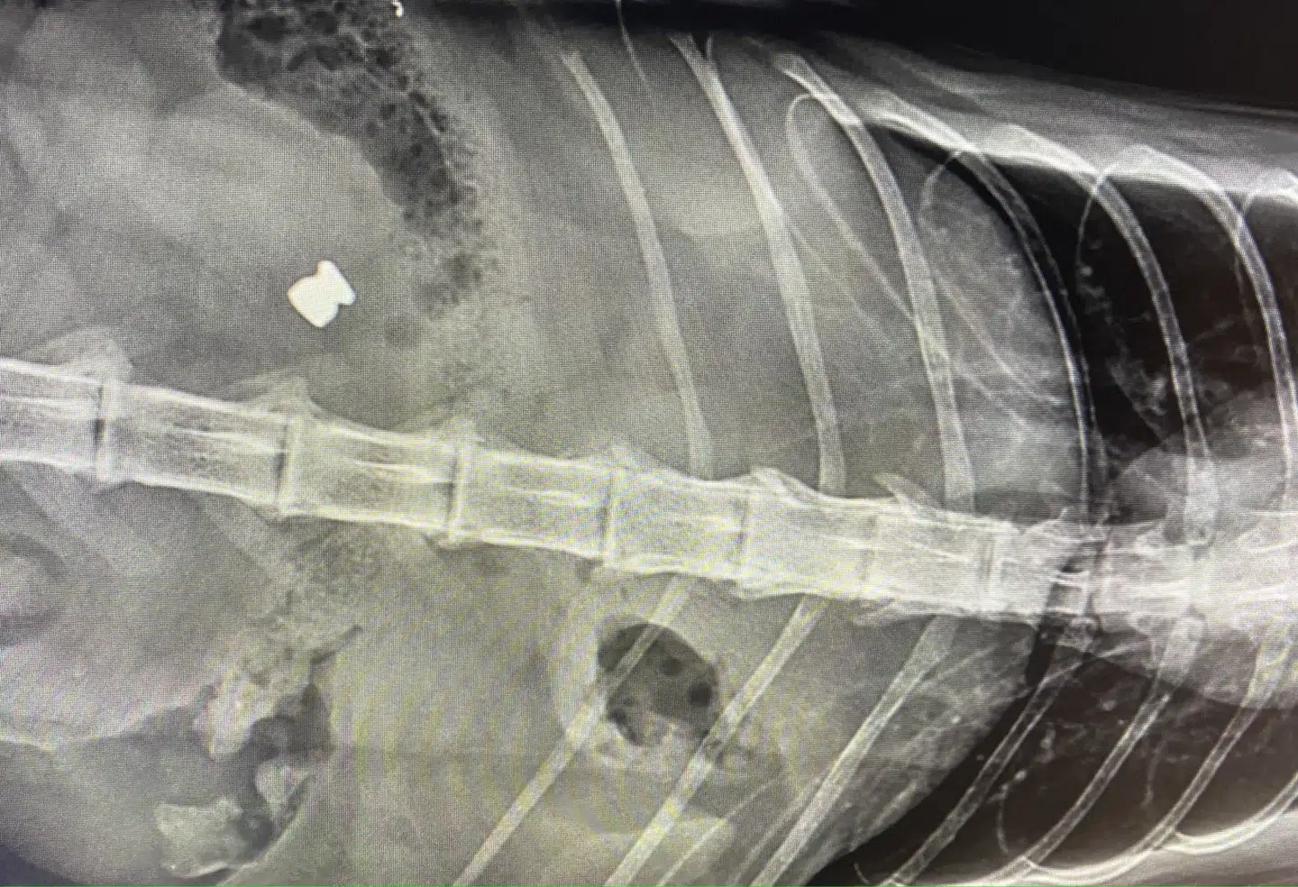 Her ses røngtenbilledet fra den gråstribede kat fra Greve. Foto: Facebook / Dyrlægerne Ved Stranden v/ Dyrlæge Jon Islandi og Anne Blaxekjær