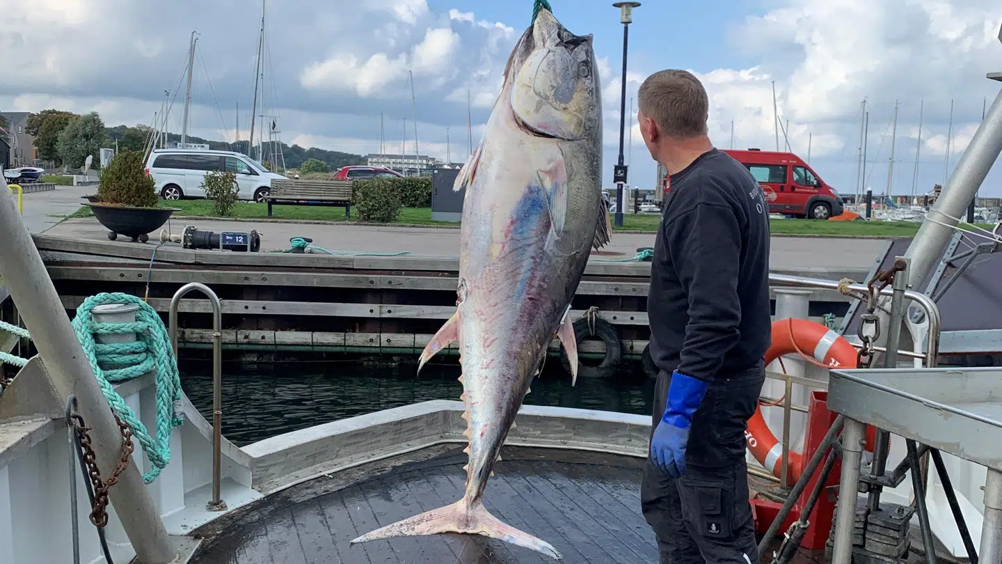 Onsdag morgen blev en stor, død tun skyllet op på Hornbæk Strand.