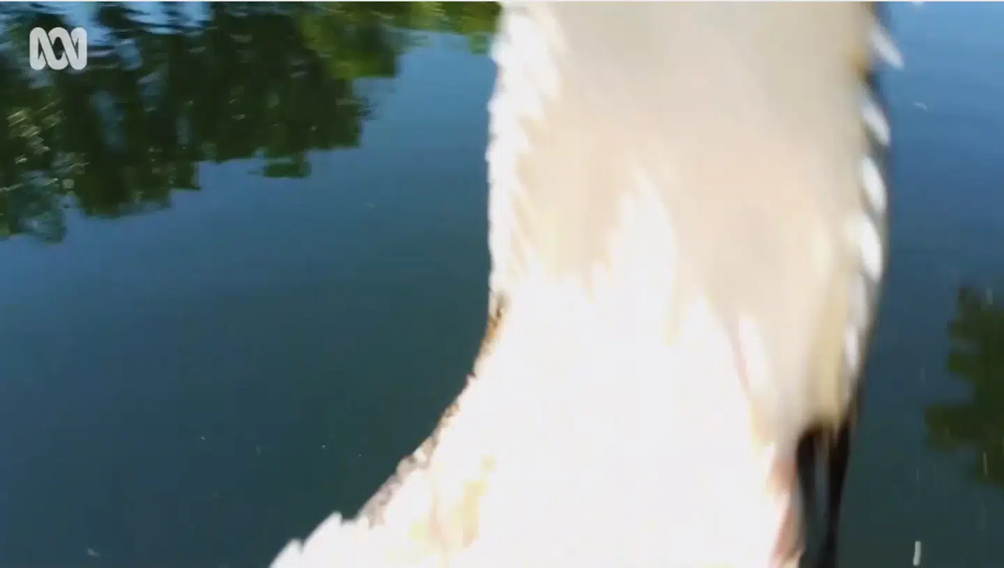 Her slår krokodillen til mod kameradronen.