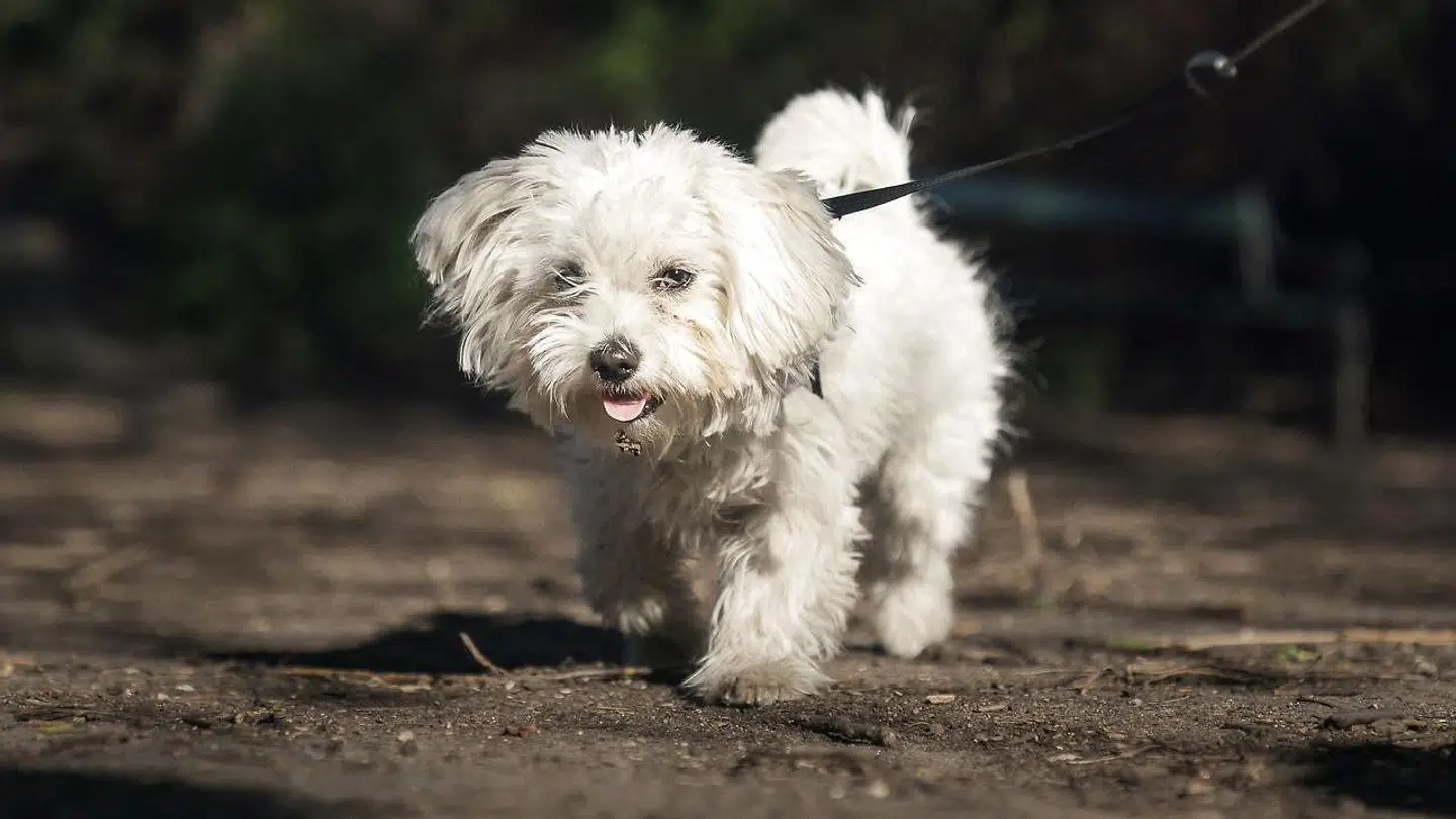 Hos Nordjyllands Internat har man de seneste to måneder fået rigtig mange henvendelser fra folk, der gerne vil af med deres coronahunde.