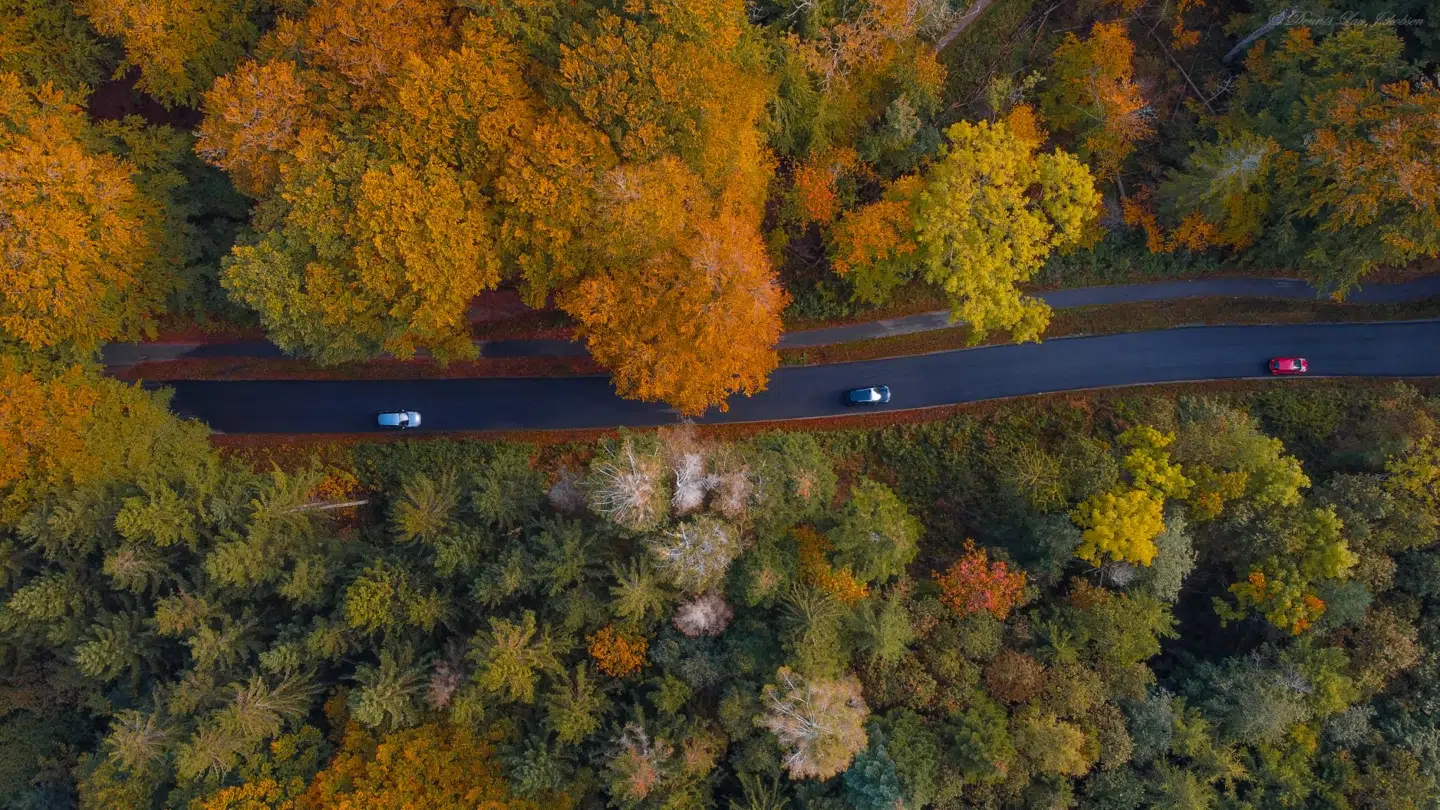 Trækronerne har fået en ny, flot efterårsfarve.