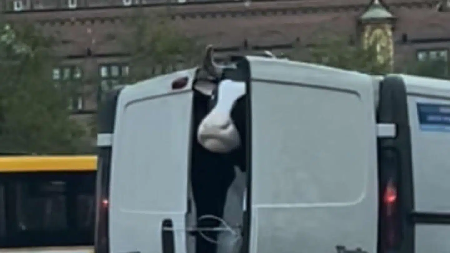 Her er sidste sighting af koen, inden den bliver set på taget af Christianhavns Torvs busstop. Foto: Privat