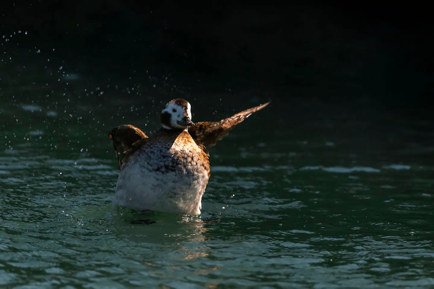 Havlitten er en lille dykand med en vægt på 600-900 gram, et relativ kort næb og et stort potentiale til at komme på tværs af nyt havvindmølleprojekt.