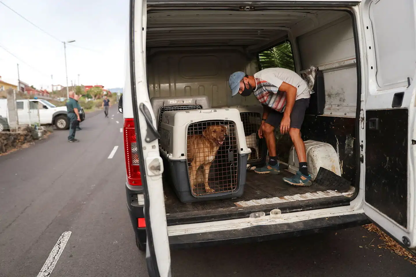 Hunde bliver evakueret sammen med deres ejere under de første uger af vulkanudbruddet på La Palma.