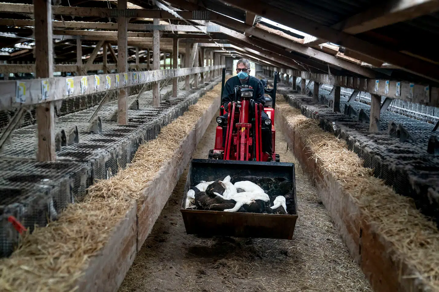 Landets minkavlere måtte hastigt aflive alle deres mink – smittede såvel som raske – i løbet af efteråret 2020, da smitten spredte sig på landets minkfarme. Først skulle smittede besætninger og farme i nærheden aflive deres mink. Med regeringens beslutning 4. november skulle alle mink i hele landet aflives.