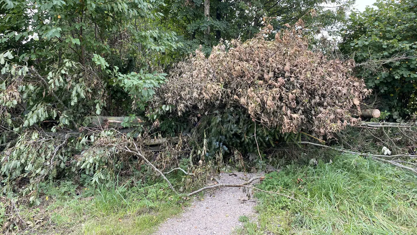 Det er stien her, der er blevet spærret af træstammer.