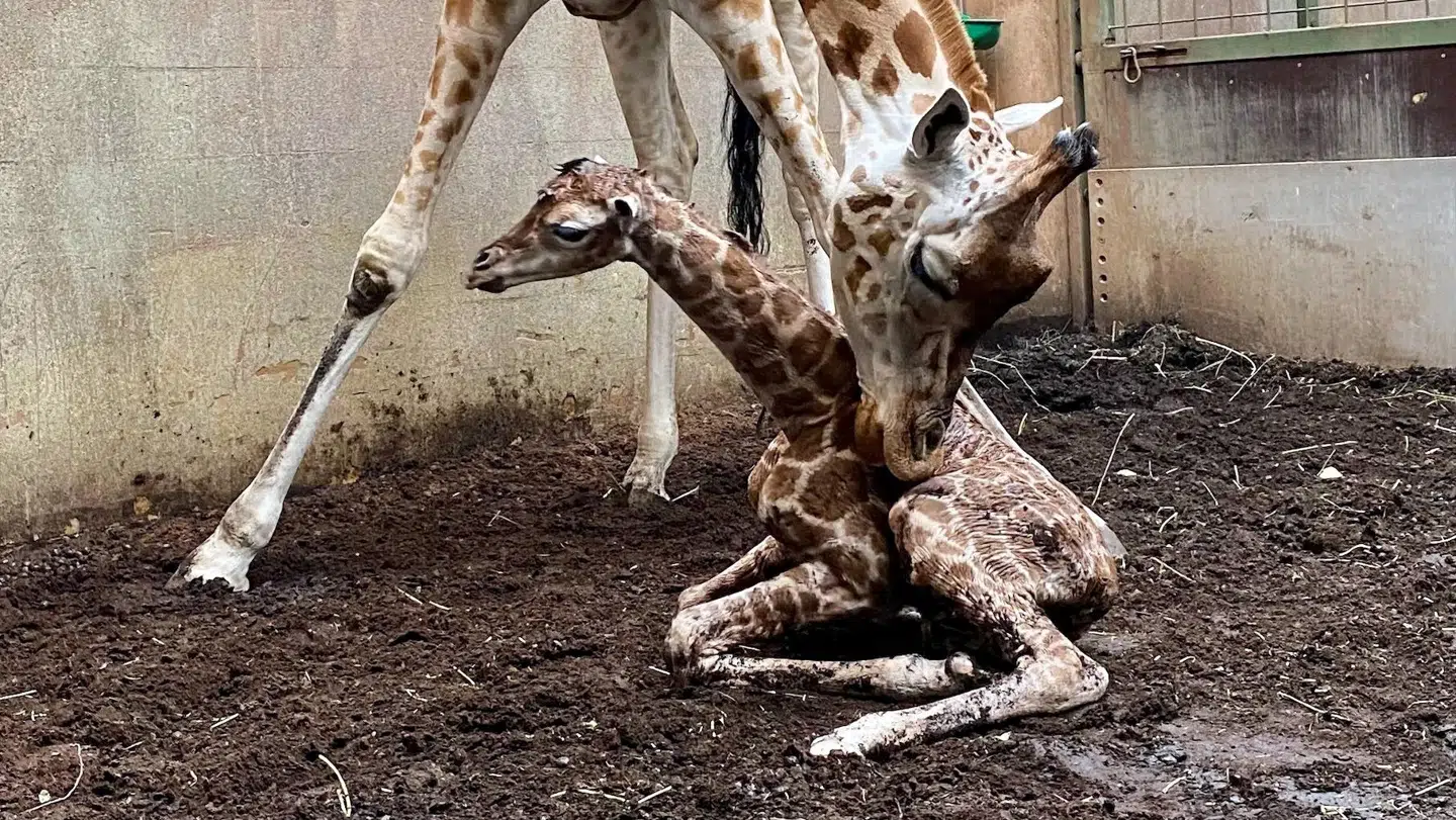 Det er tredje gang, giraffen Frida føder en kalv.