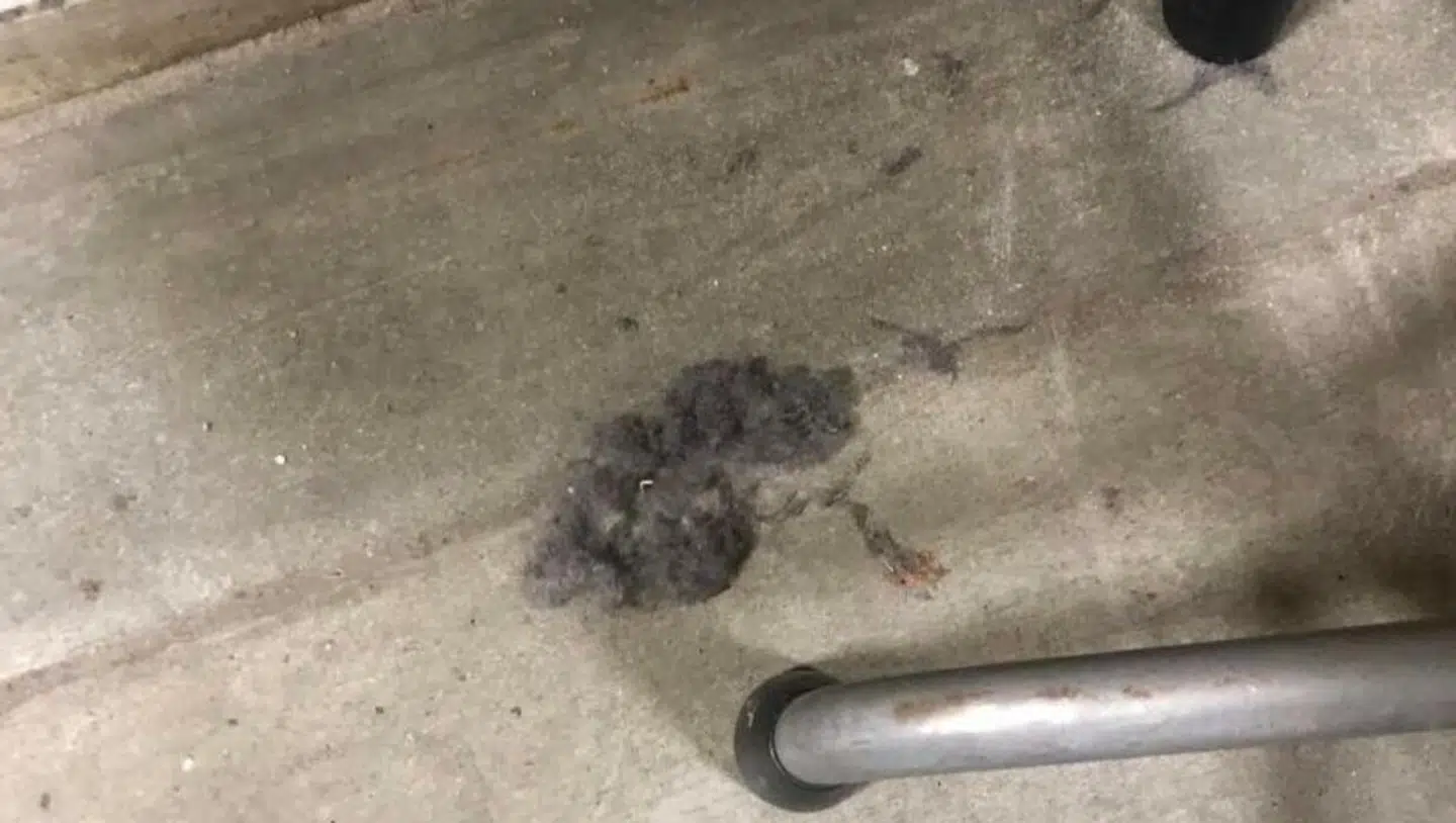 Her har en forælder taget et billede af store nullermænd og støv i klasselokalet på Tranbjergskole.