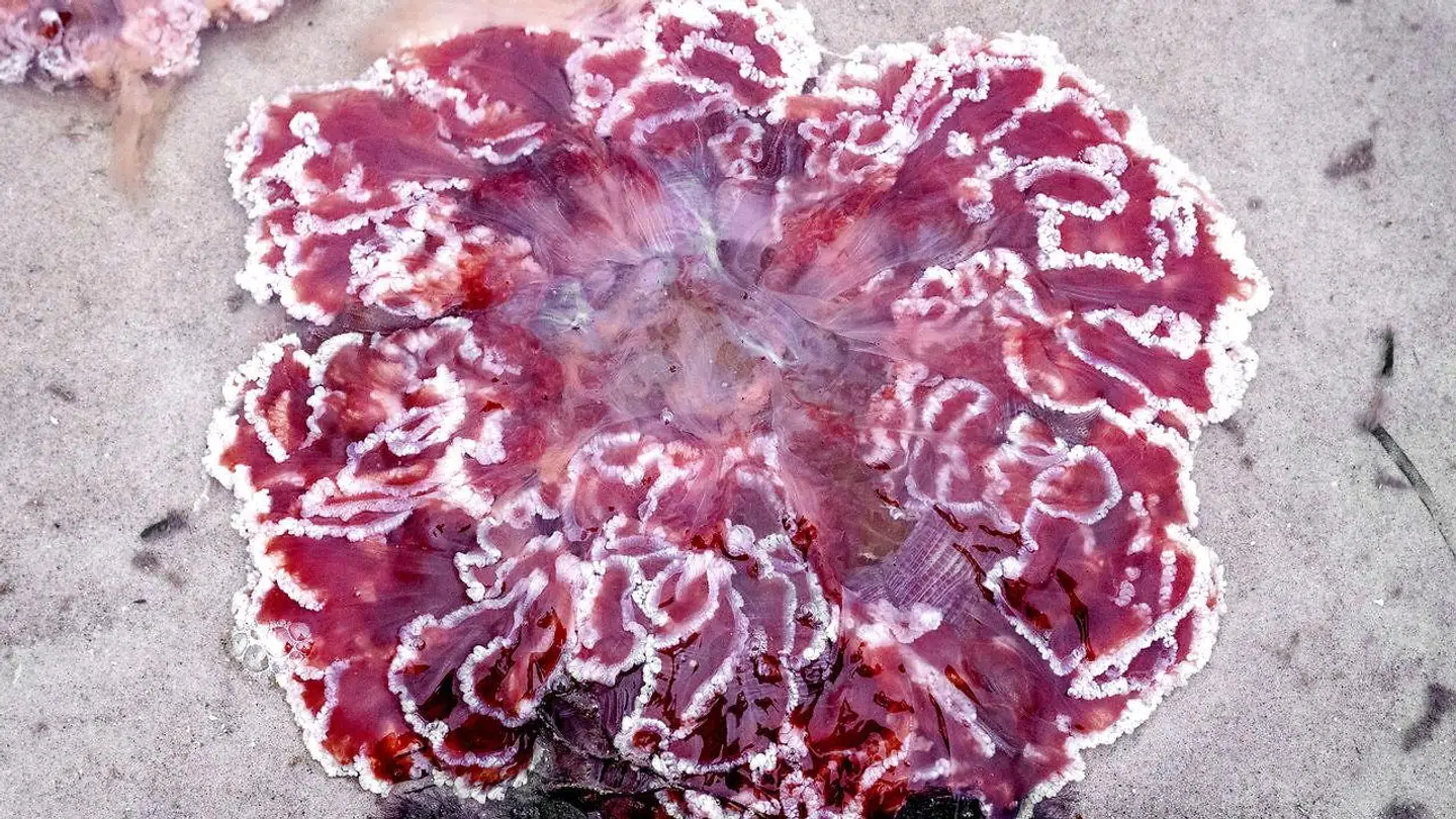 I danske farvande bliver de største brandmænd cirka 30 centimeter i diameter, mens nogle af dem, der er drevet i land ved stranden i Hornbæk, er målt til at være op mod 90 centimeter i diameter.