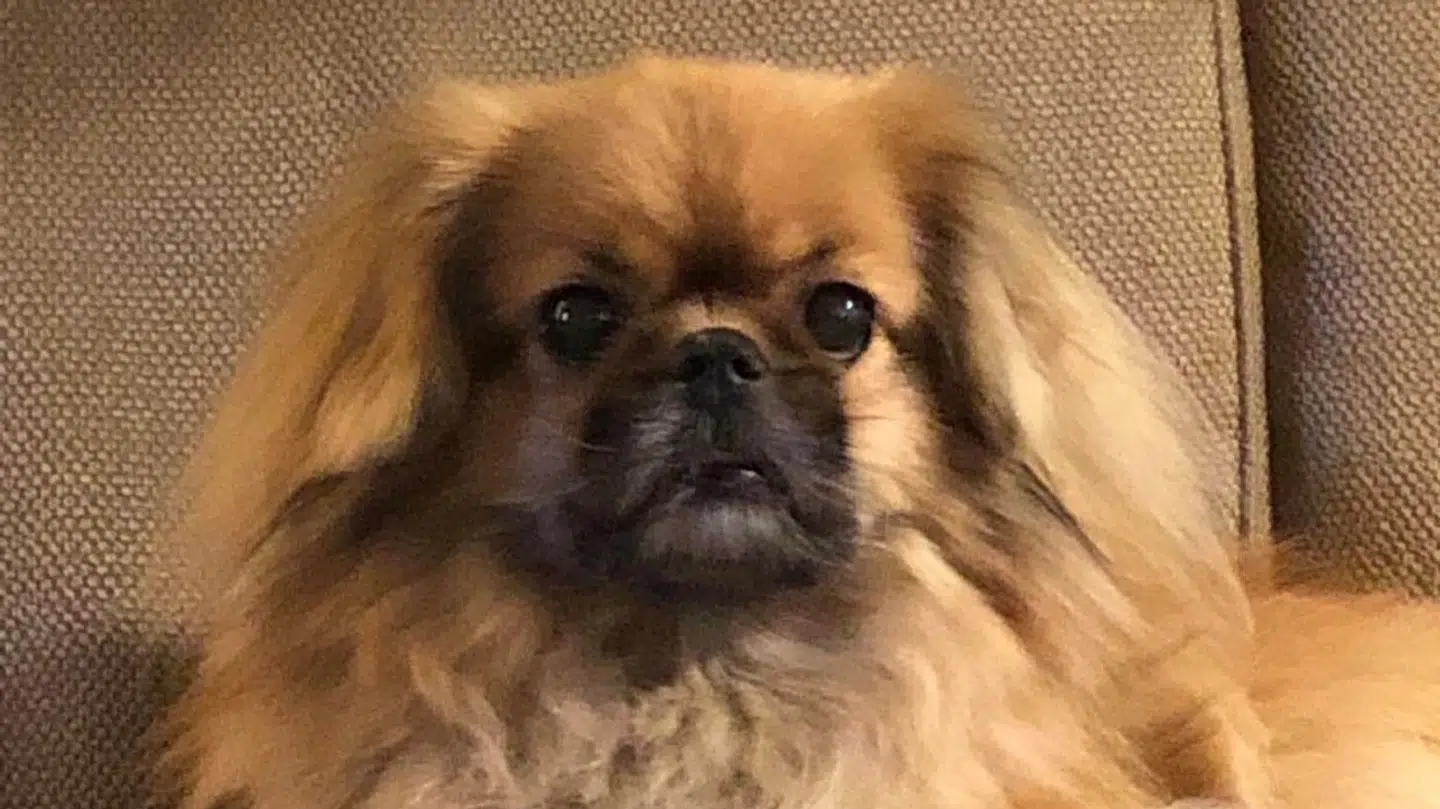 Hunden Peanut har efter episoden været bange for at gå udenfor, siger dens ejer Pia Christiansen.