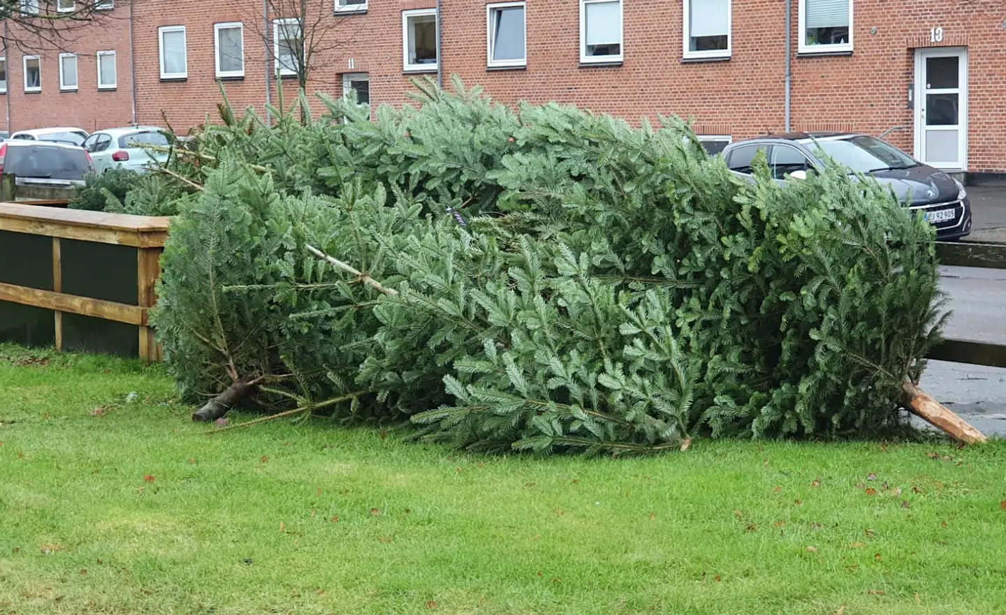 Nogle af de juletræer, der er blevet doneret til Råt&Godt.