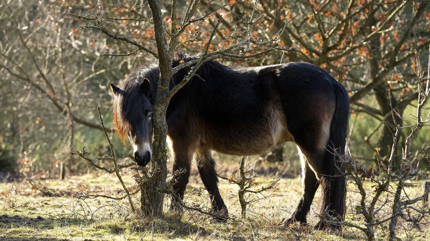 Molslaboratoriet fører selv tilsyn med hestene i området. De fodrer dem ikke, men tager dem ud af flokken, hvis det er nødvendigt.