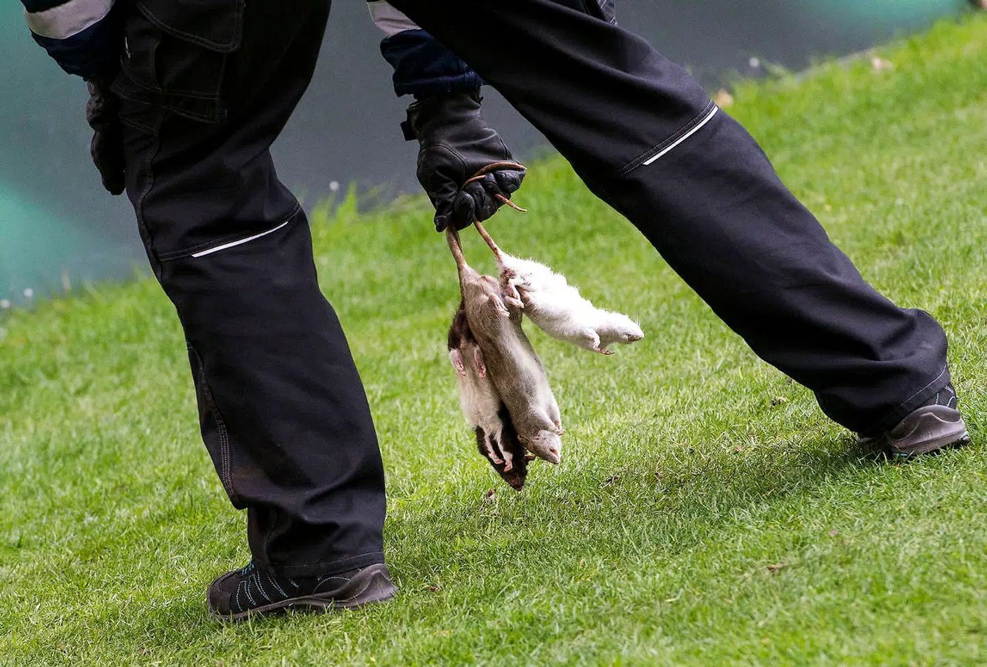 En kontrøllør fjerner de døde rotter fra banen.