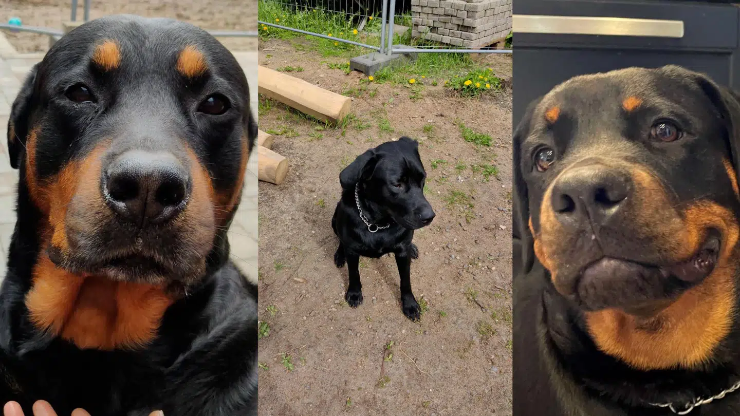 Torsdag blev en 10-årig dreng angrebet af tre rottweilere, hvor han efterfølgende blev bragt til sygehuset med betydelige skader. Foto: Privat