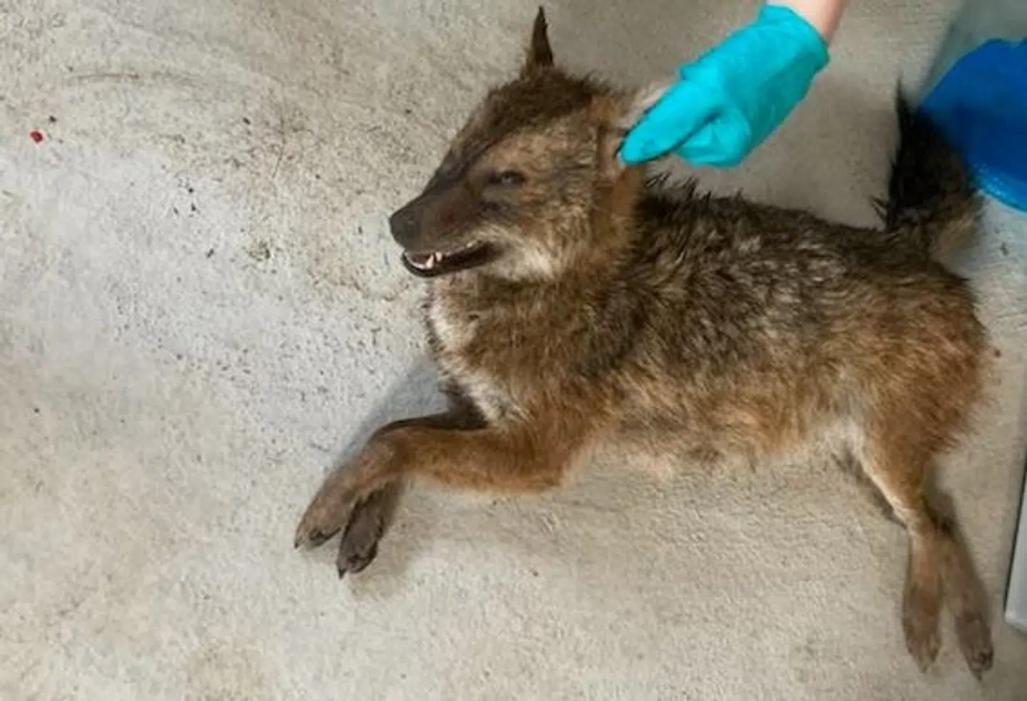 Her ses guldsjakalen, da den efter fundet blev undersøgt af eksperter. Foto: Privat.