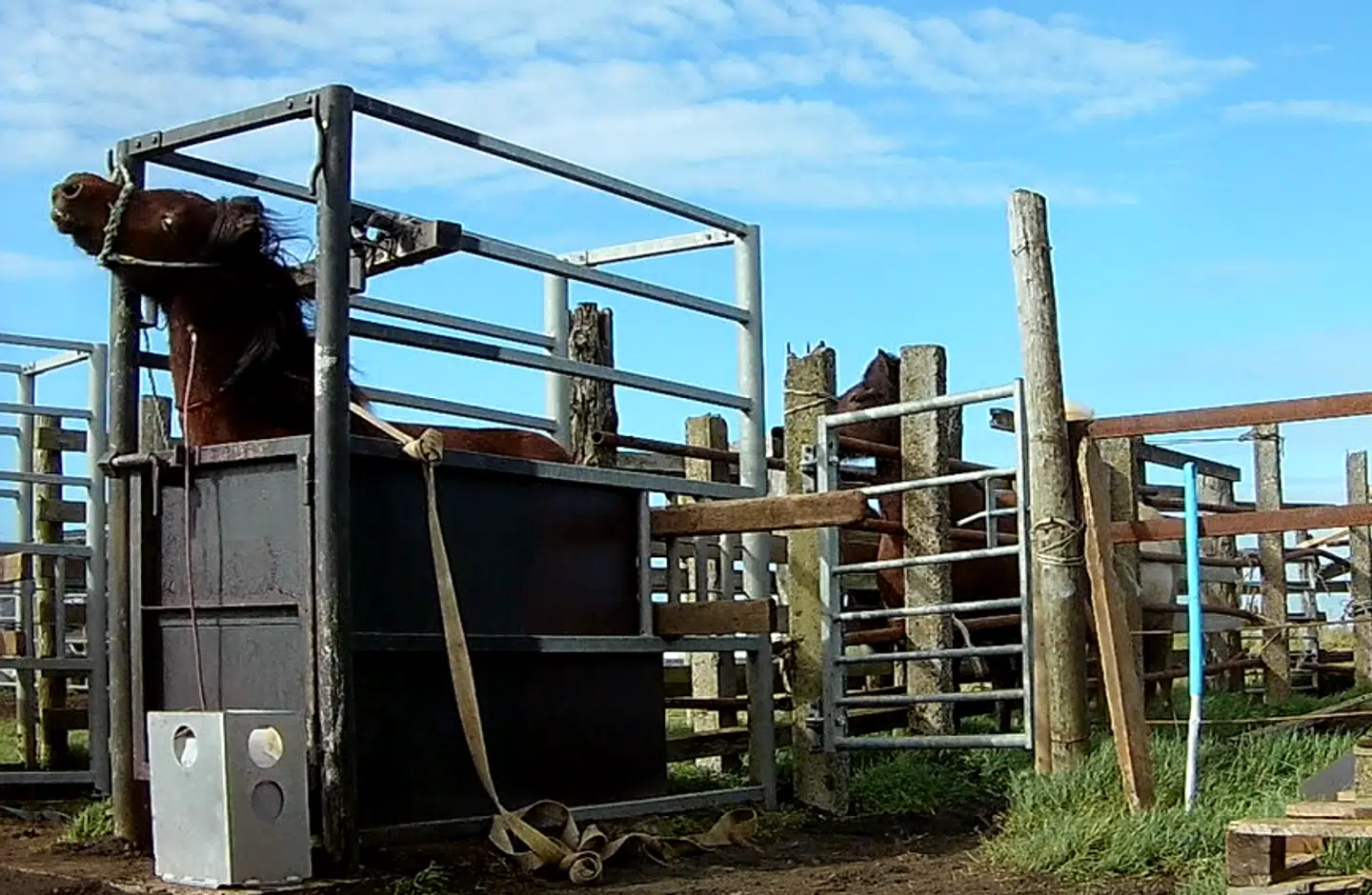 I billederne fra AWF kan man se, hvordan hestene i flere tilfælde bliver slået ind i små, snævre båse. Fikseret på flere punkter.