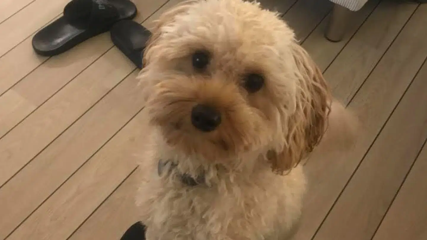 Her ses Ludwig, som den så ud, inden den forsvandt. Foto: Privat.