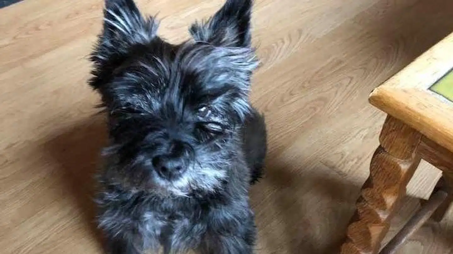 12-årige Pluto af racen Cairn Terrier.