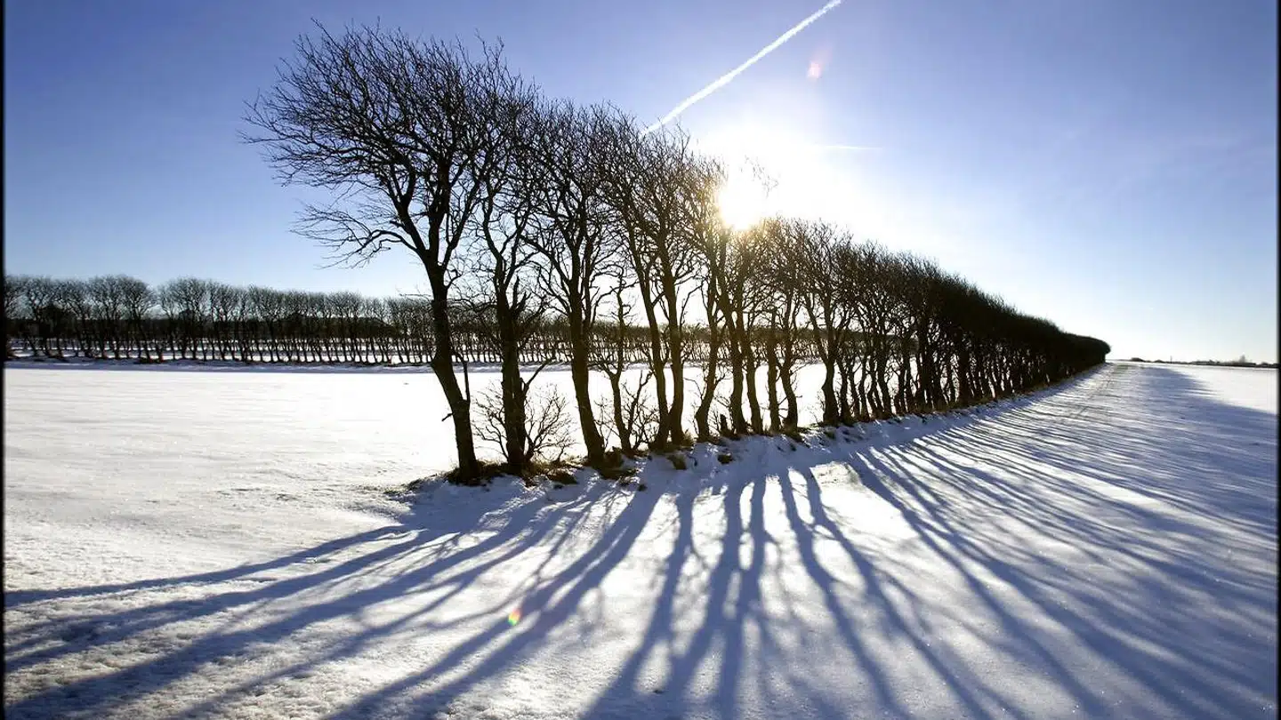 Sol og skygger ved en række træer på en mark nær Løgstør.
