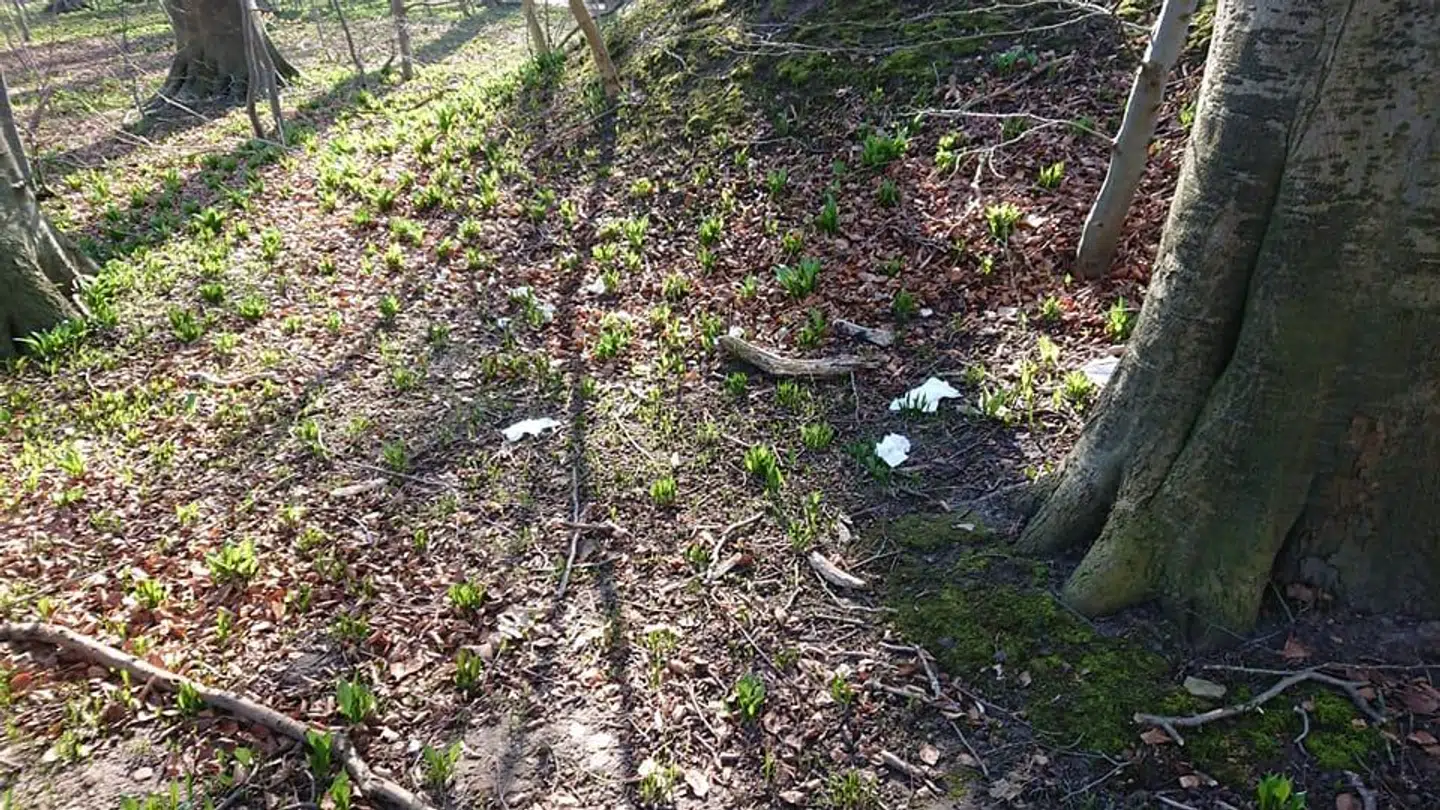 Peter Blachmann finder ofte brugt toiletpapir i skoven, han mener, det er systematisk skovskidning.